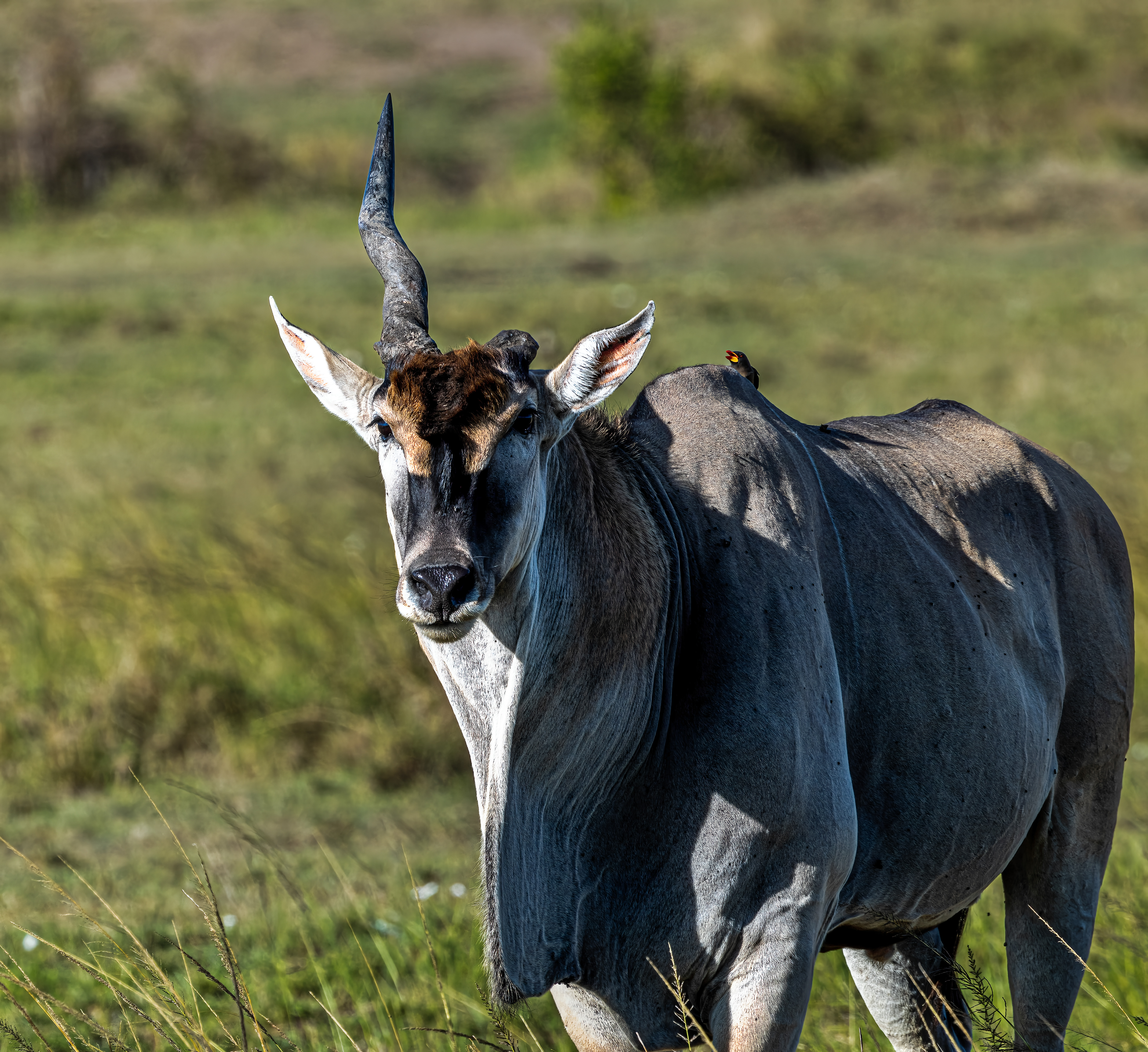 Common Eland
