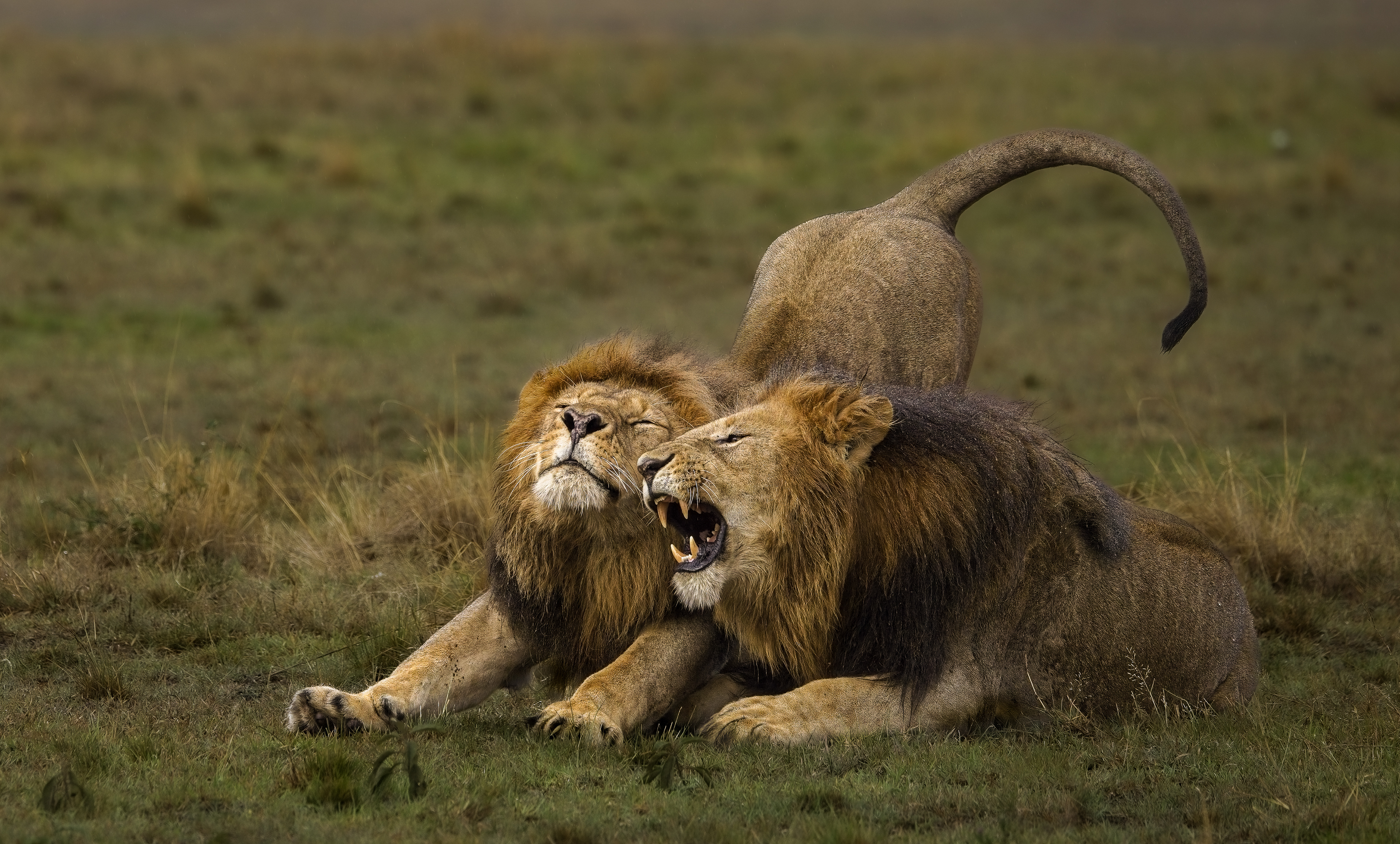 "Brother, leave me alone!" says Olope.