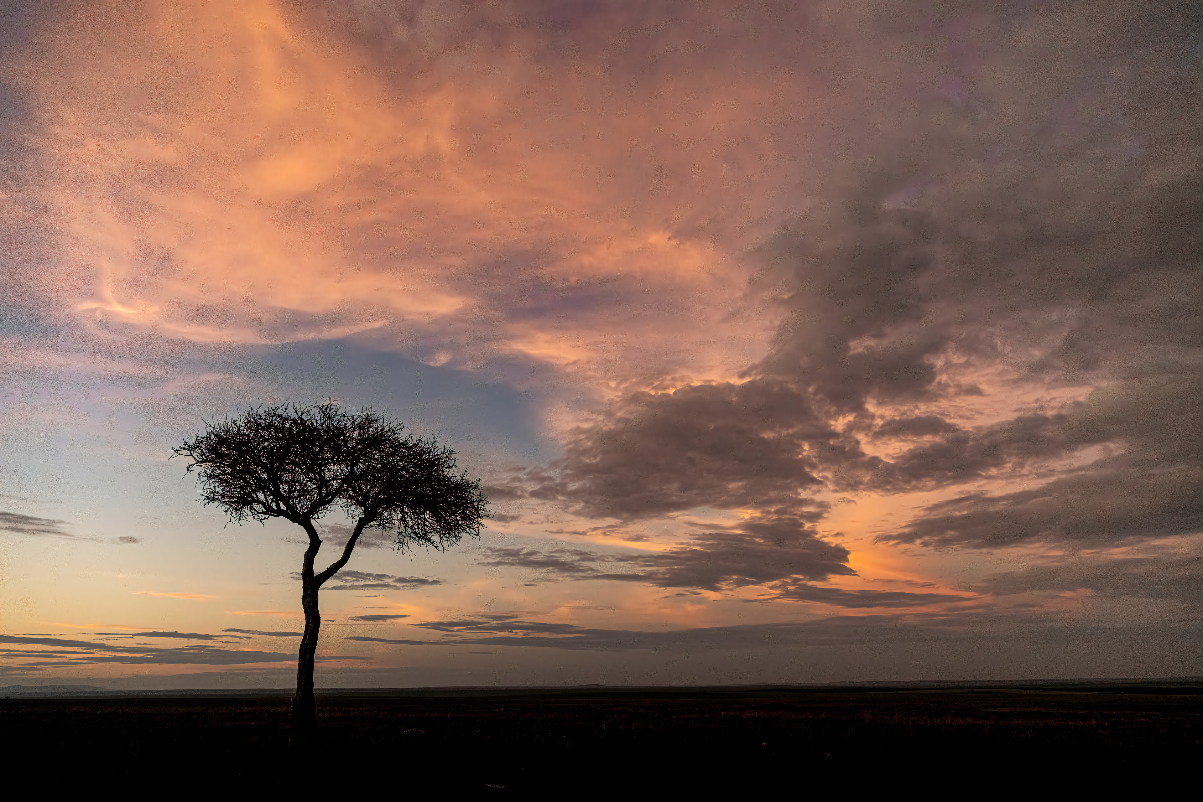 Acacia tree and beautiful sky