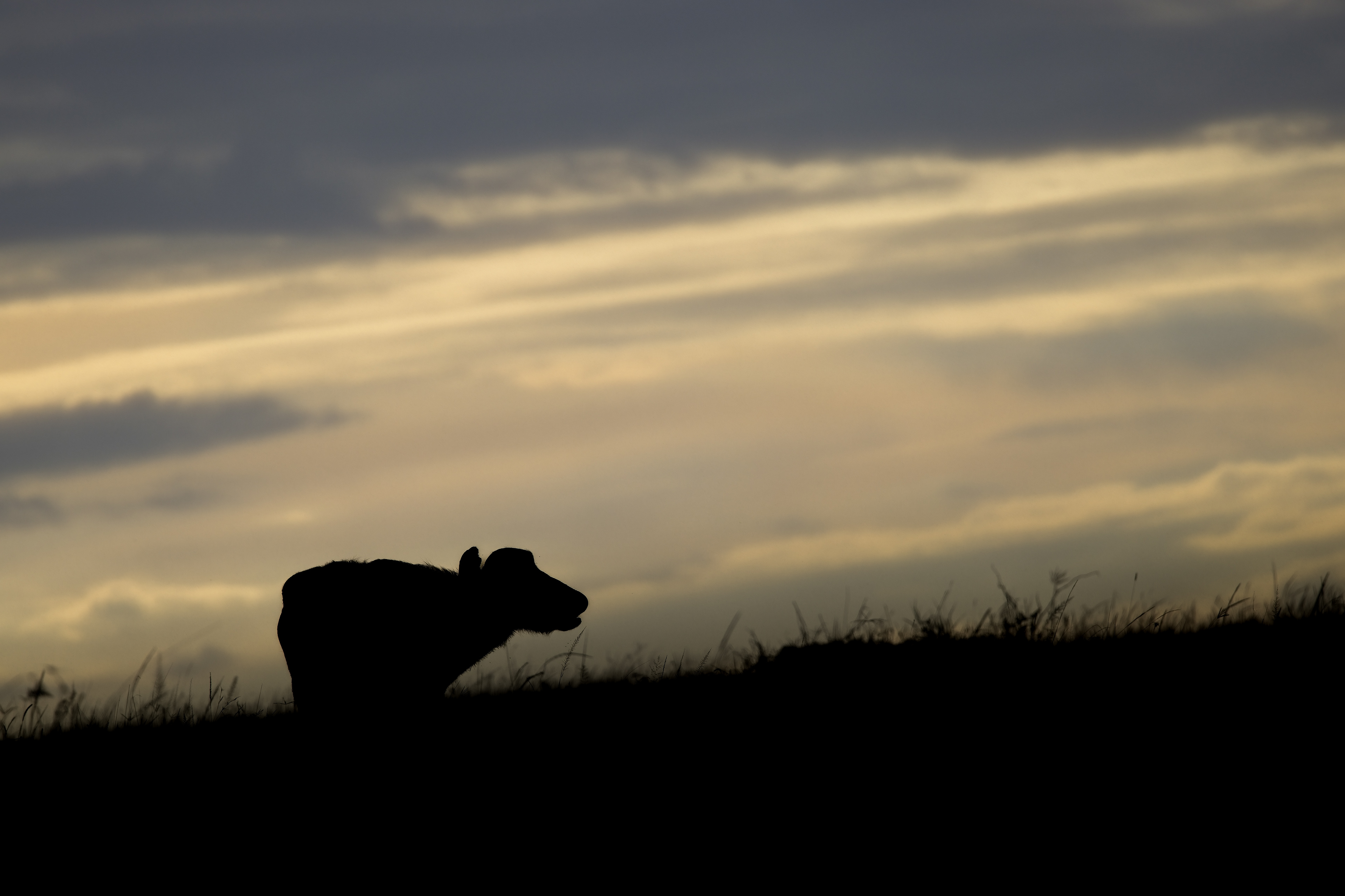 Water Buffalo silhouette