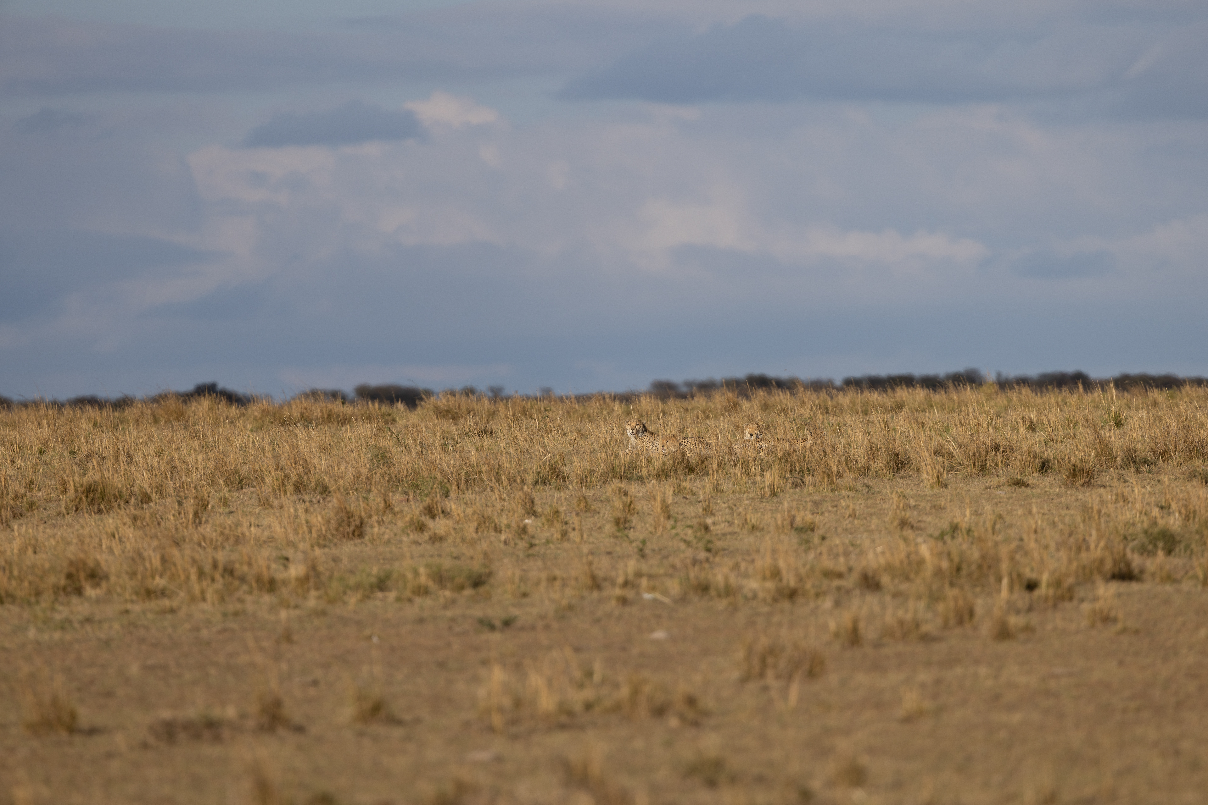 500mm shot
