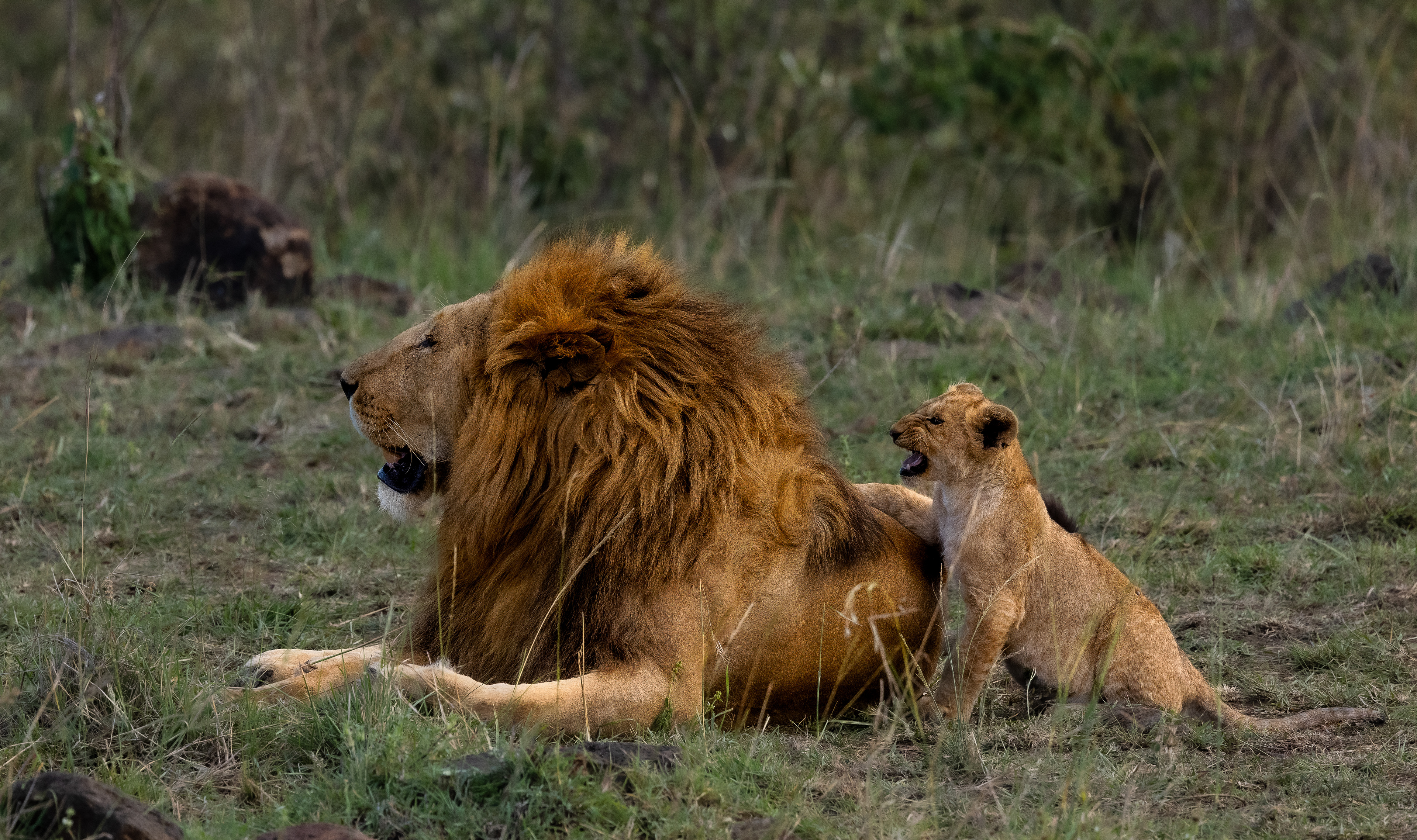 Adding his roar