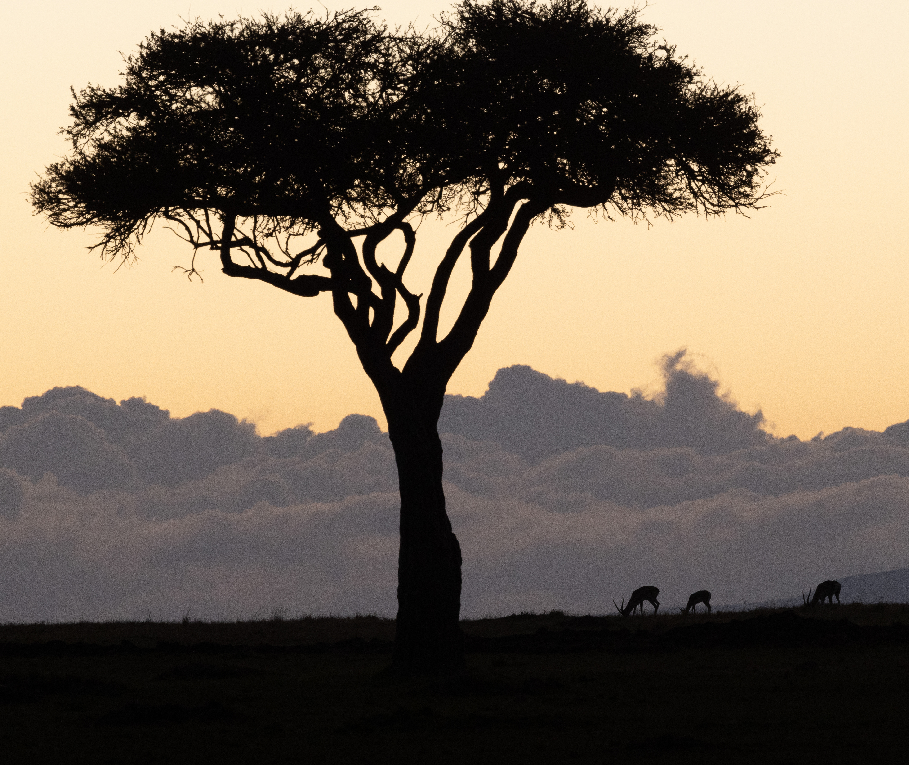 Acacia tree with Impalas