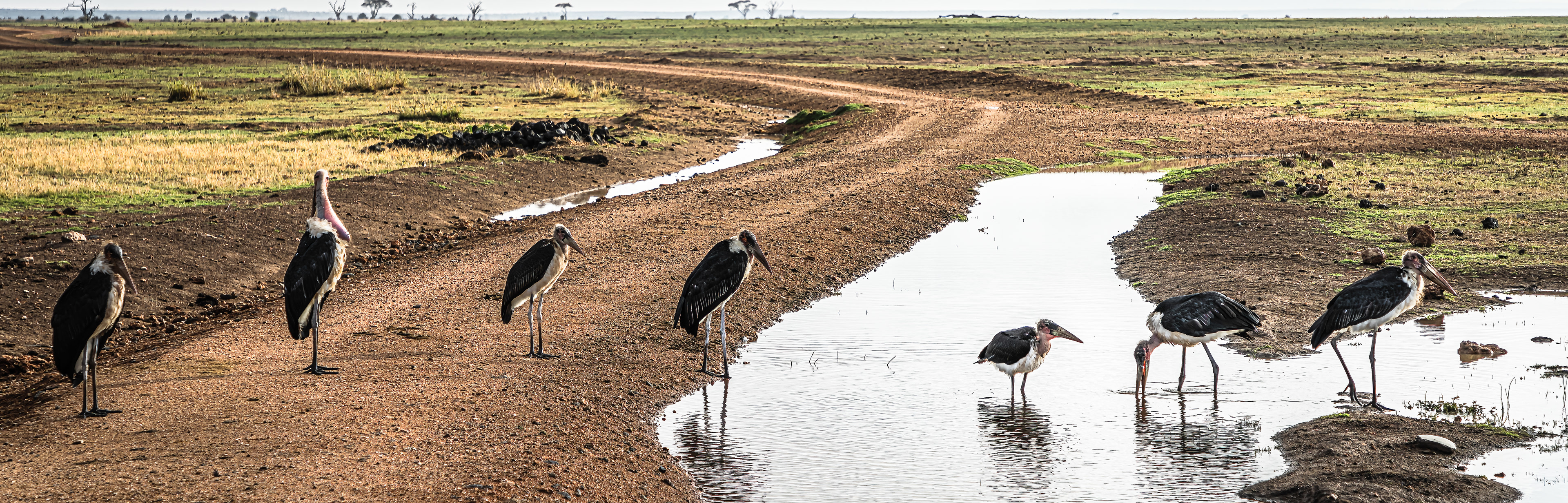 Marabou Stork