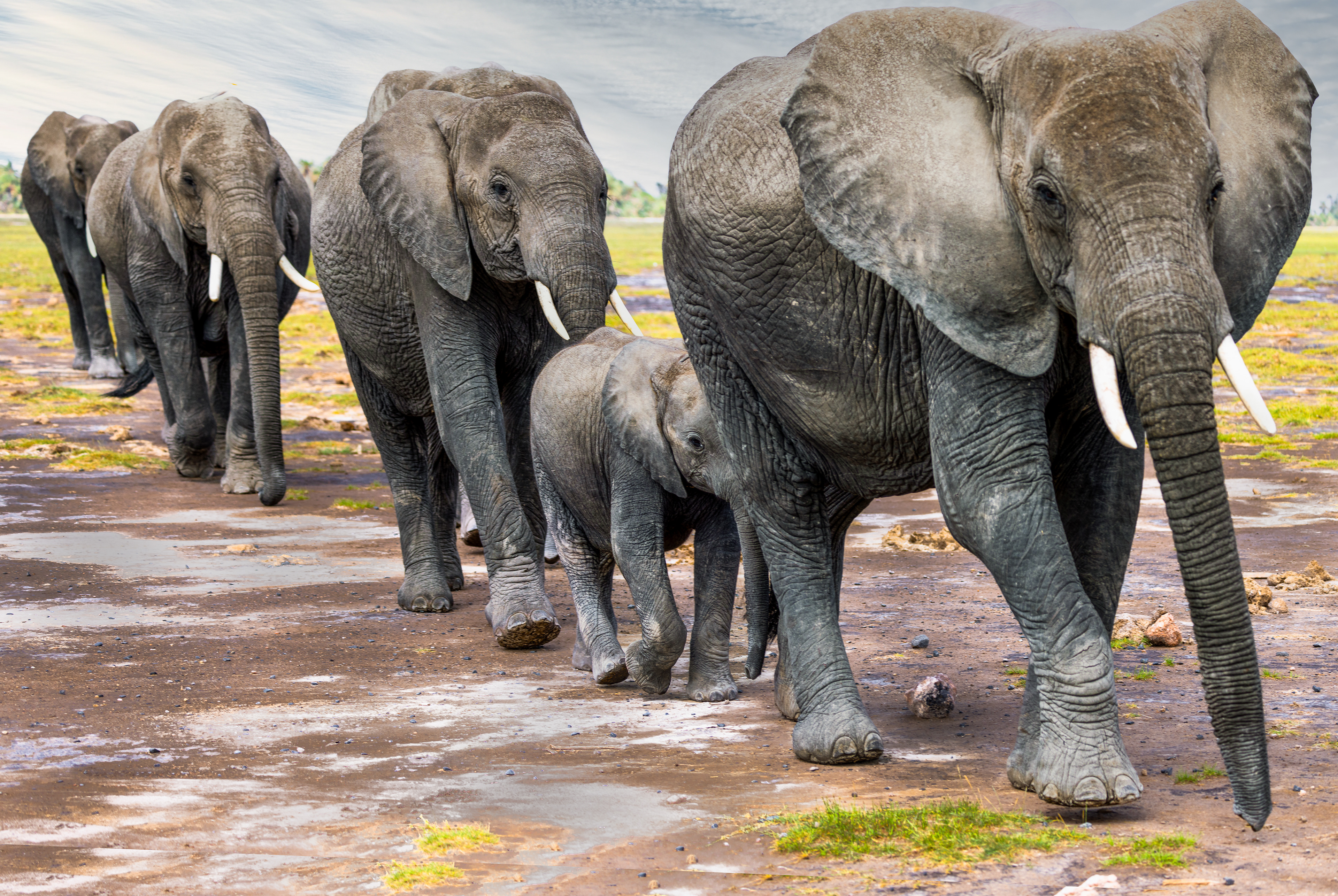 Elephant Walk