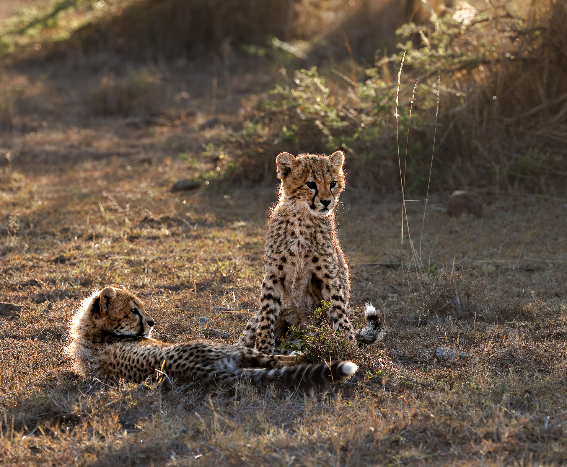 Cubs watching
