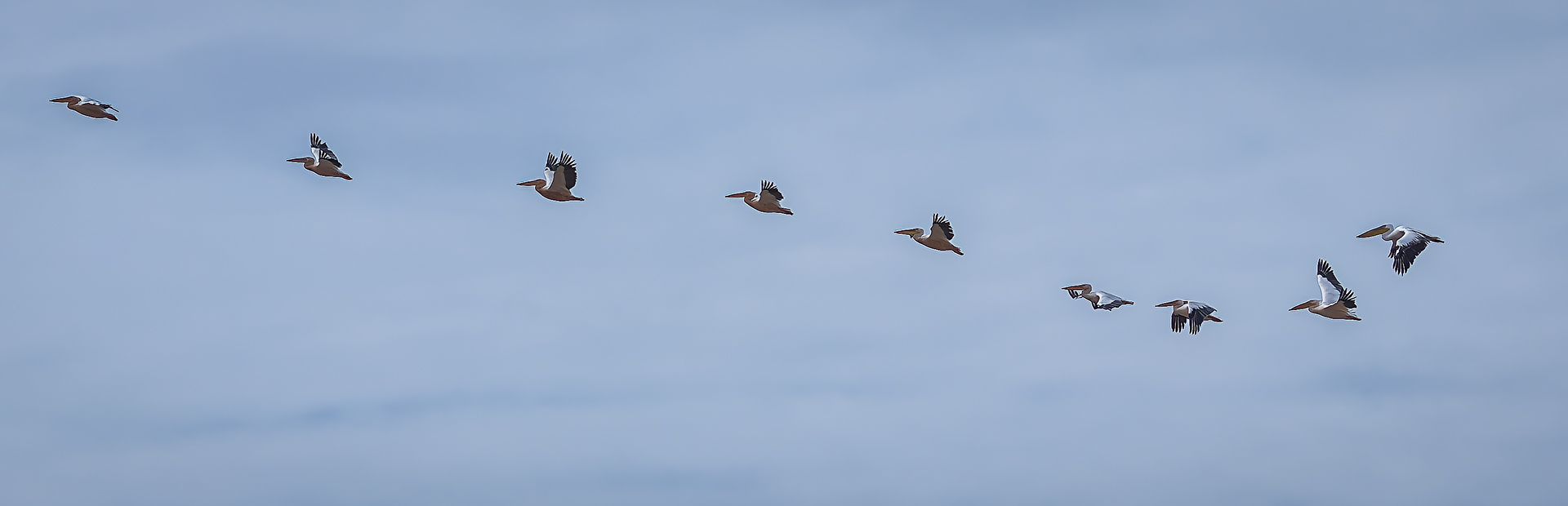 Pelican Pod