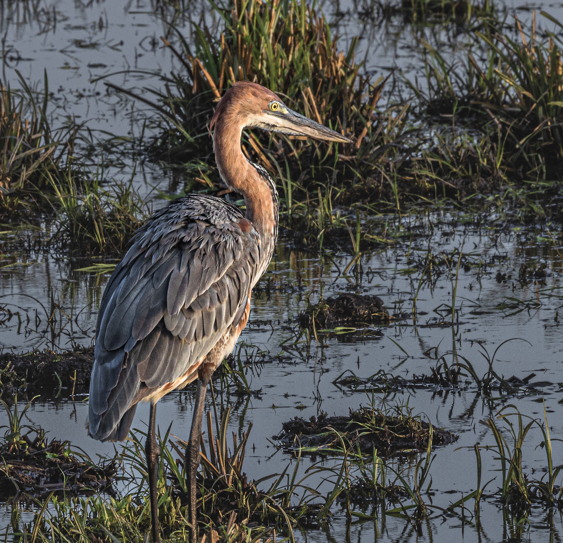 Goliath Heron