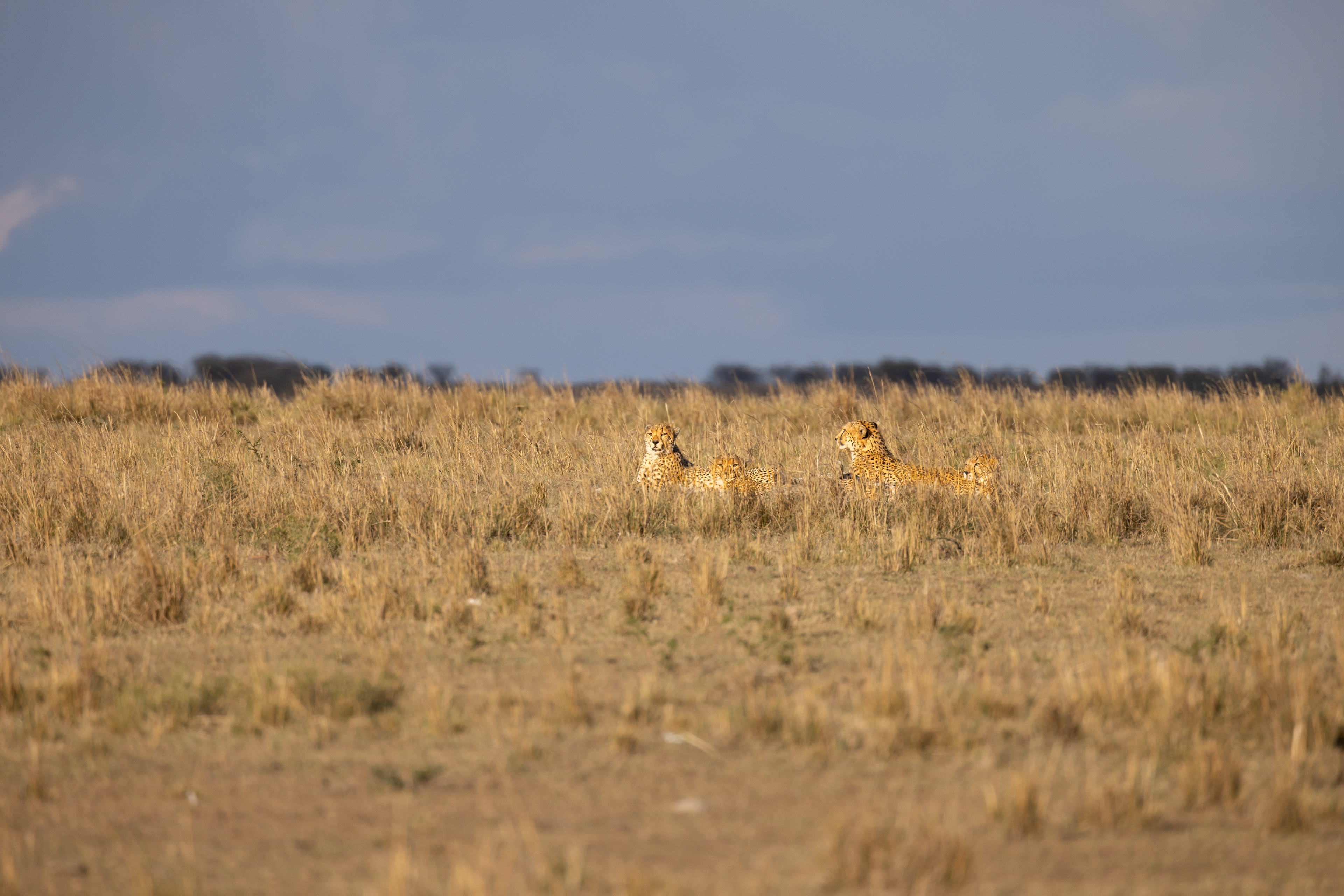 800mm shot