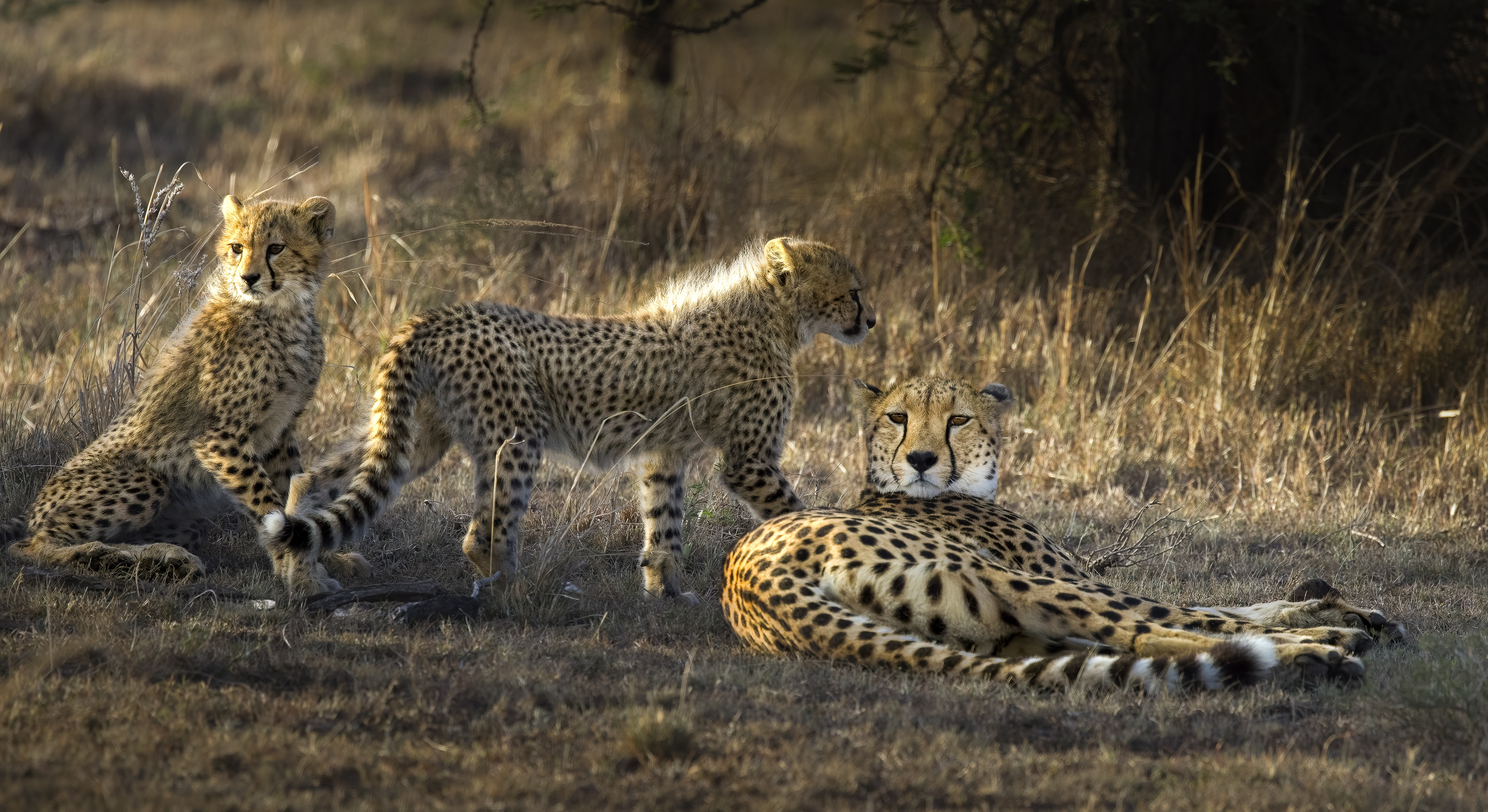 Cheetah Mom and cubs.