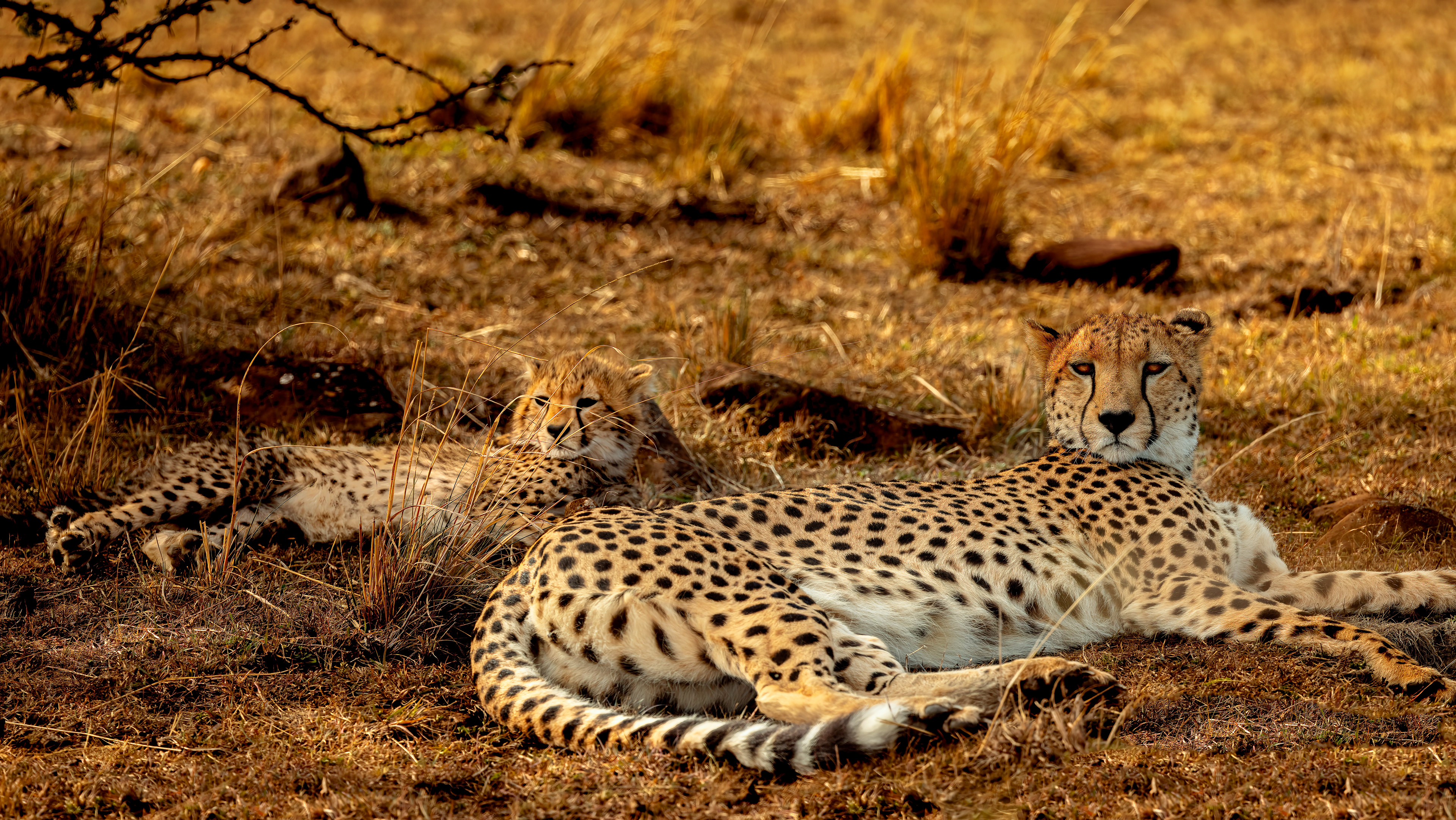 Family resting