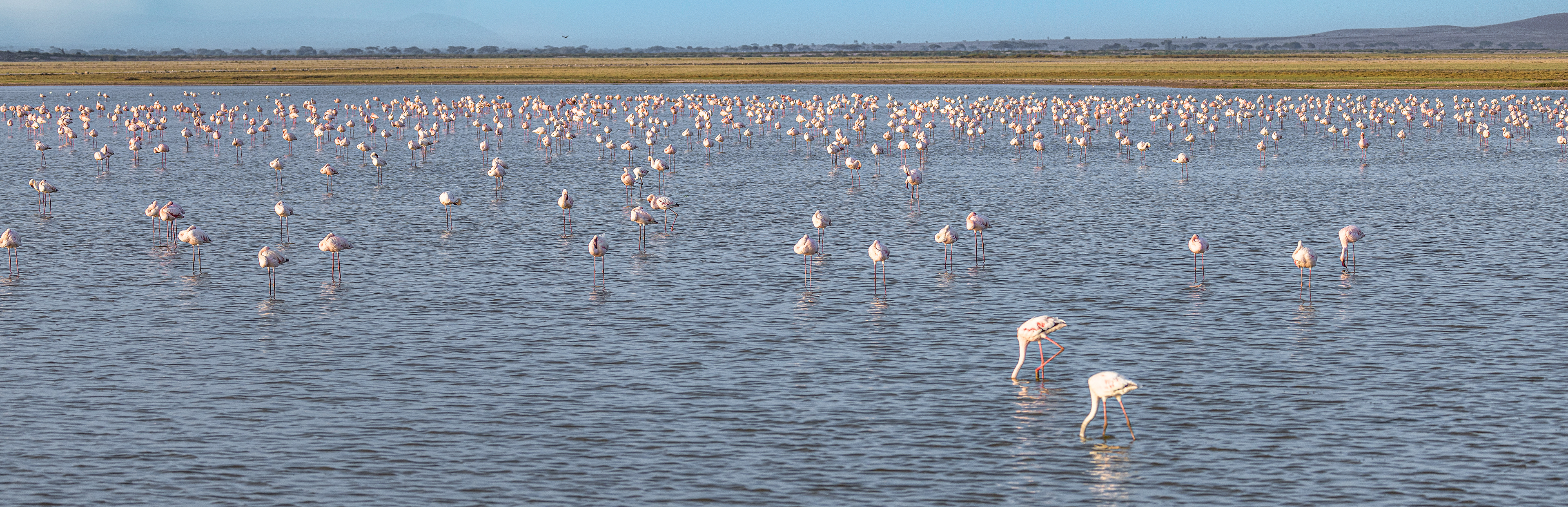 Truly a Flamboyance of flamingos,