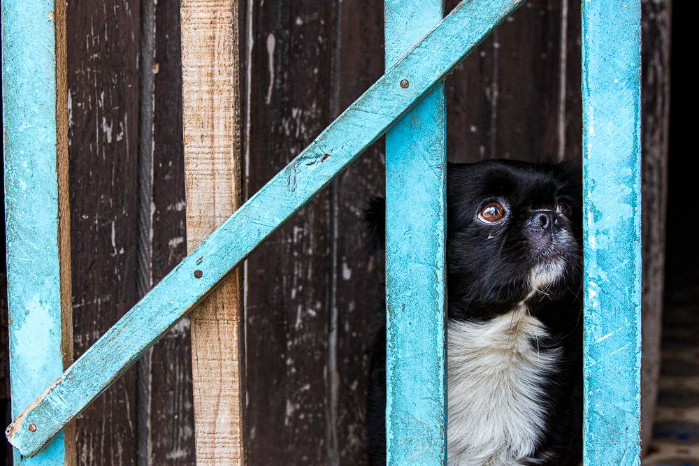Picture of a gog looking up in color. Havana, Cuba. 2016 © Pedro Rodrigues