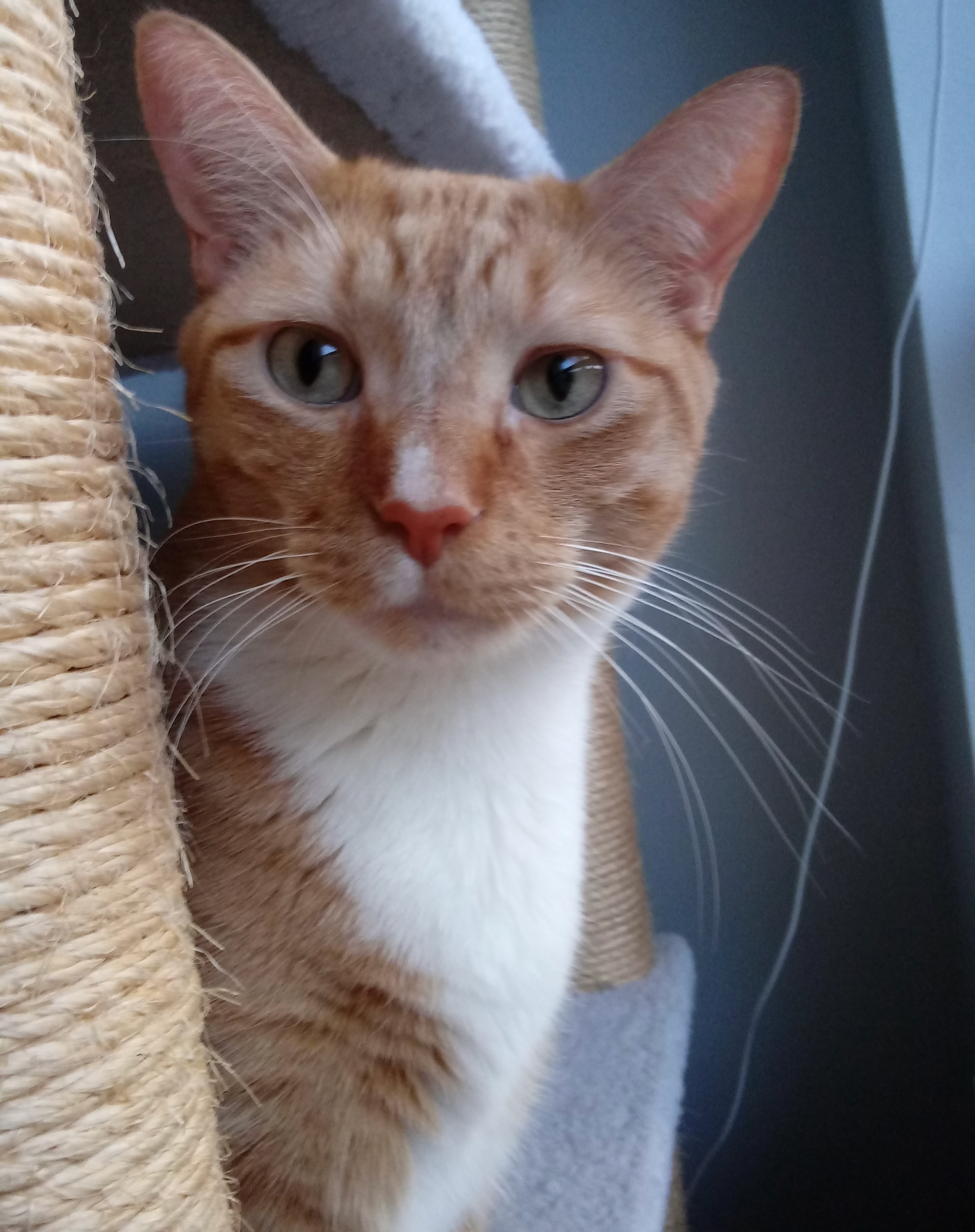 Pet Commission Photo