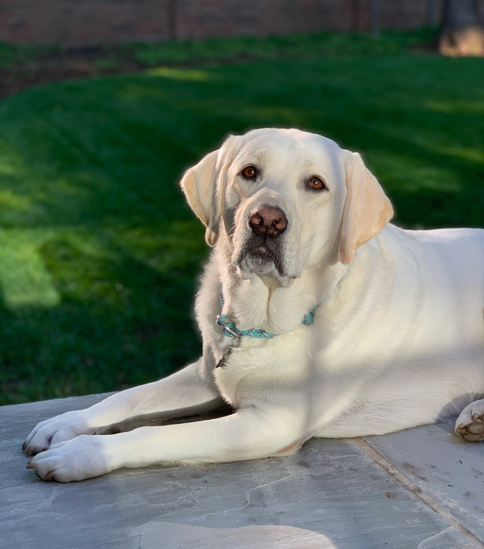 Pet Commission Photo