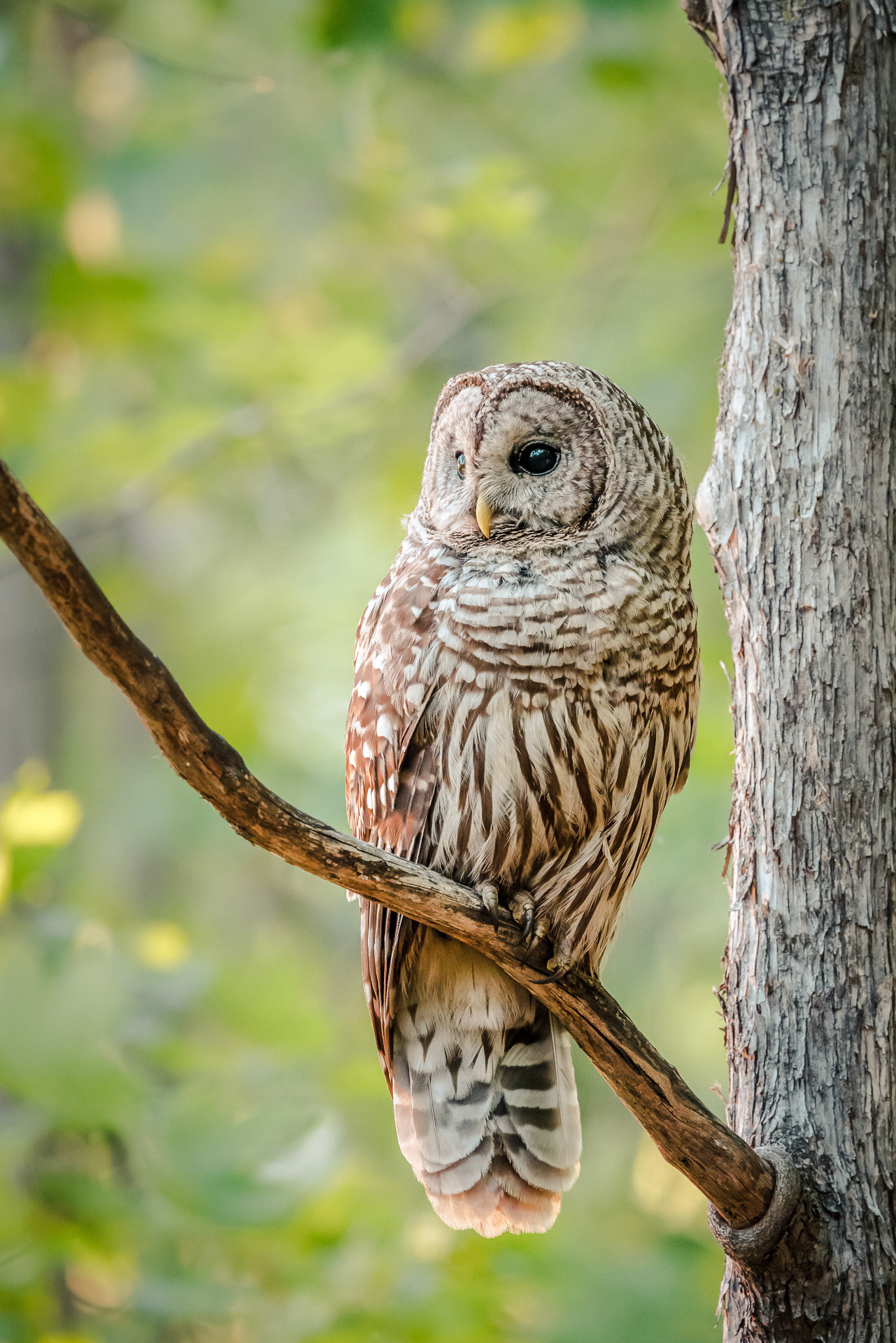 P04 - Barred Owl 1