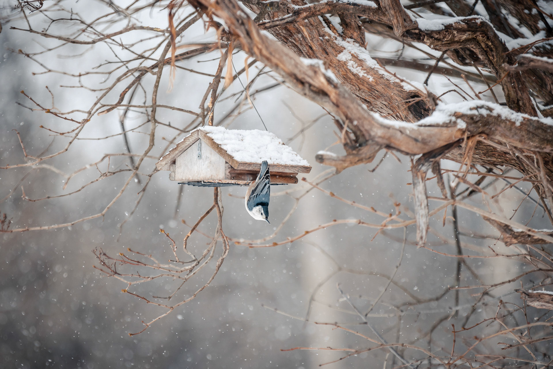 P07 - White breasted nuthatch in Winter