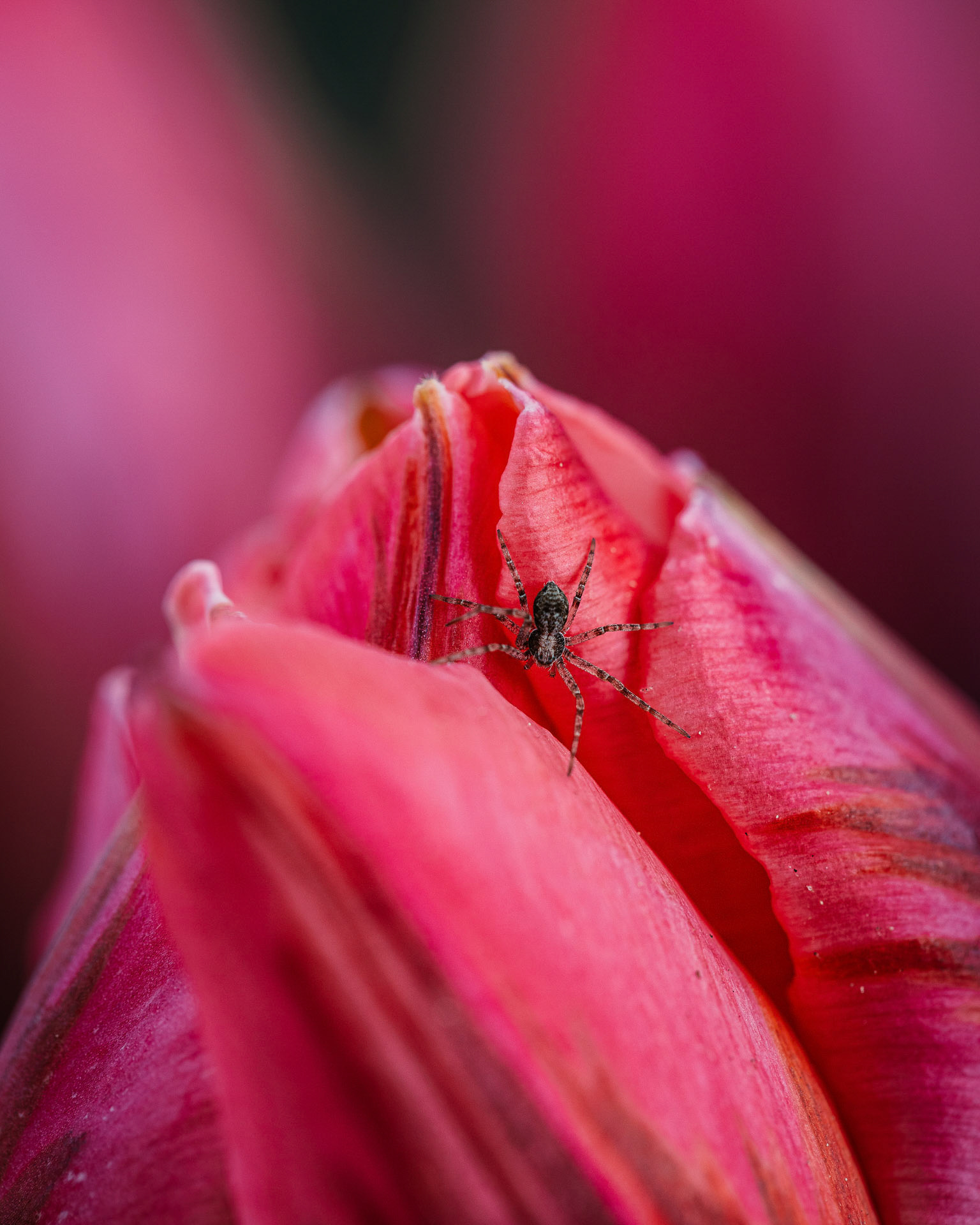 P15 - Macro tulip with spider