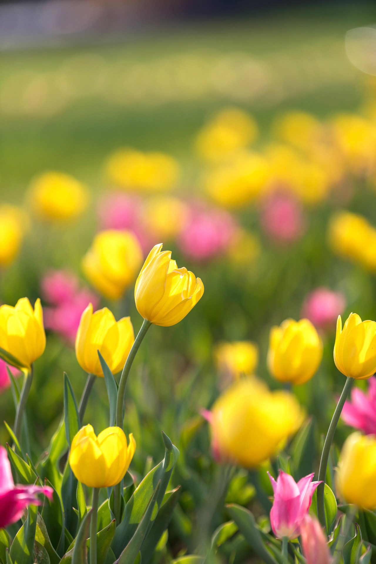 P14 - Colorful Tulip Field