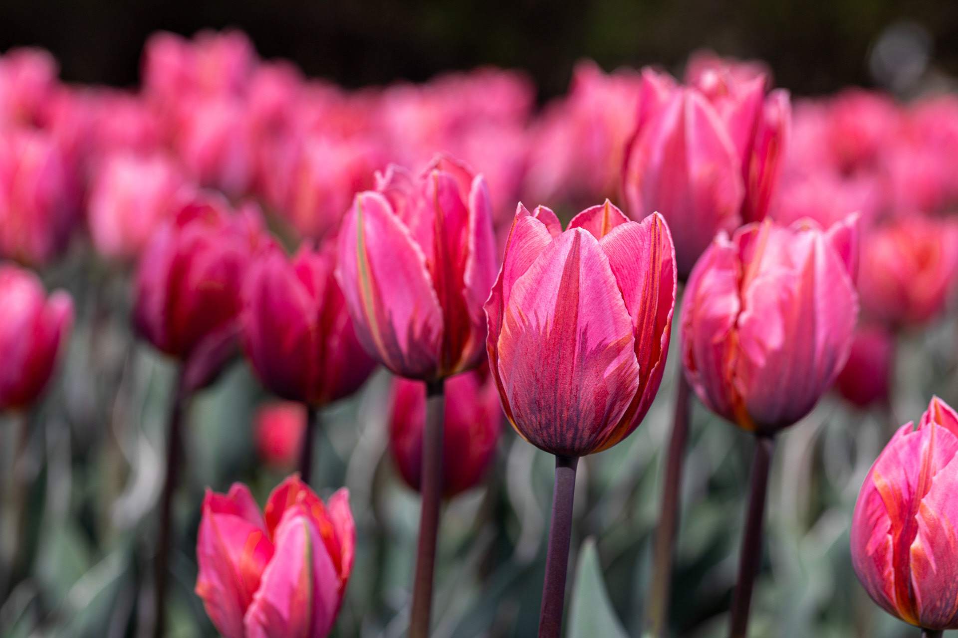 P13 - Pink and Orange Tulip