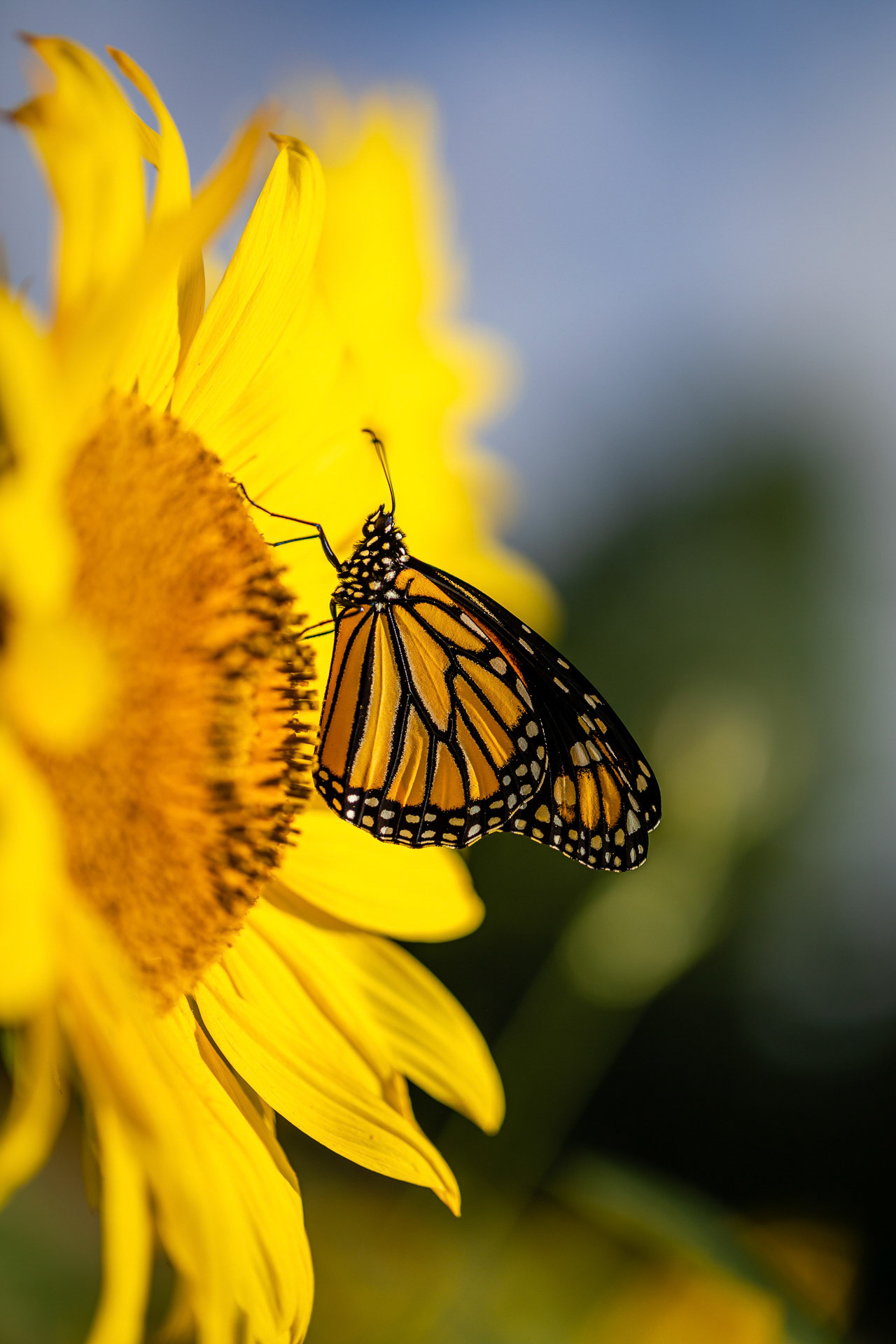 P19 - Butterfly in the Sunflower