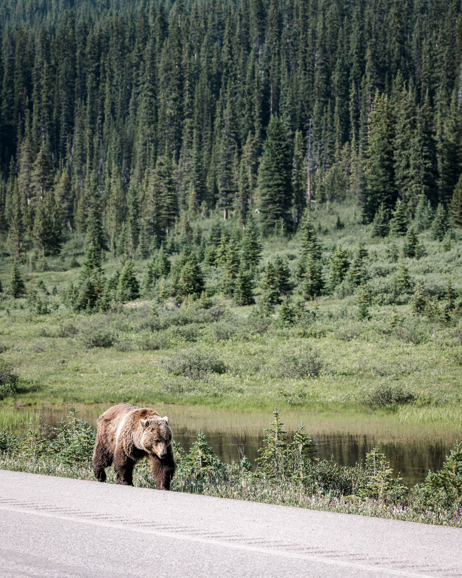 P05 - Grizzly Bear in Banff