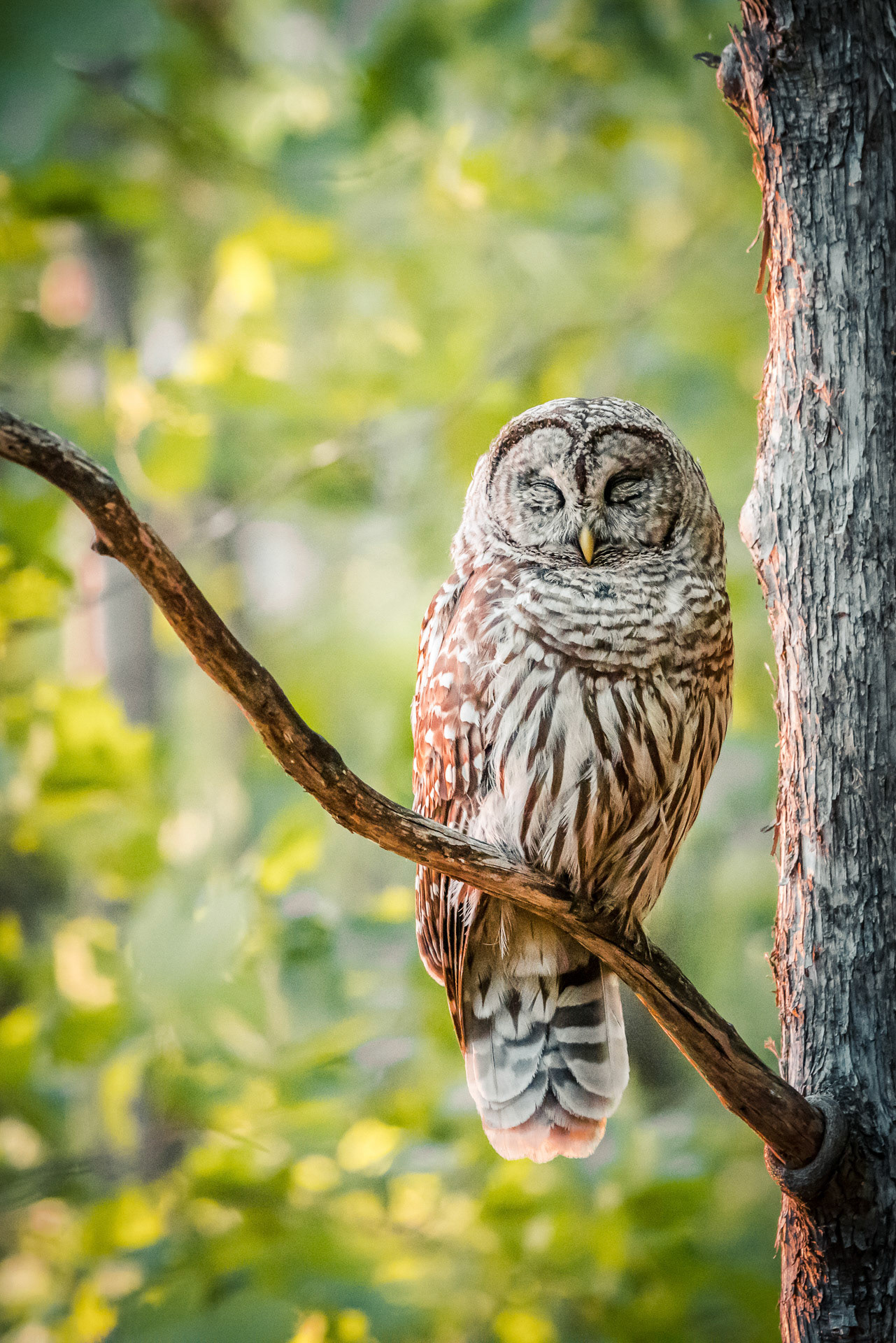 P03 - Barred Owl Sleeping