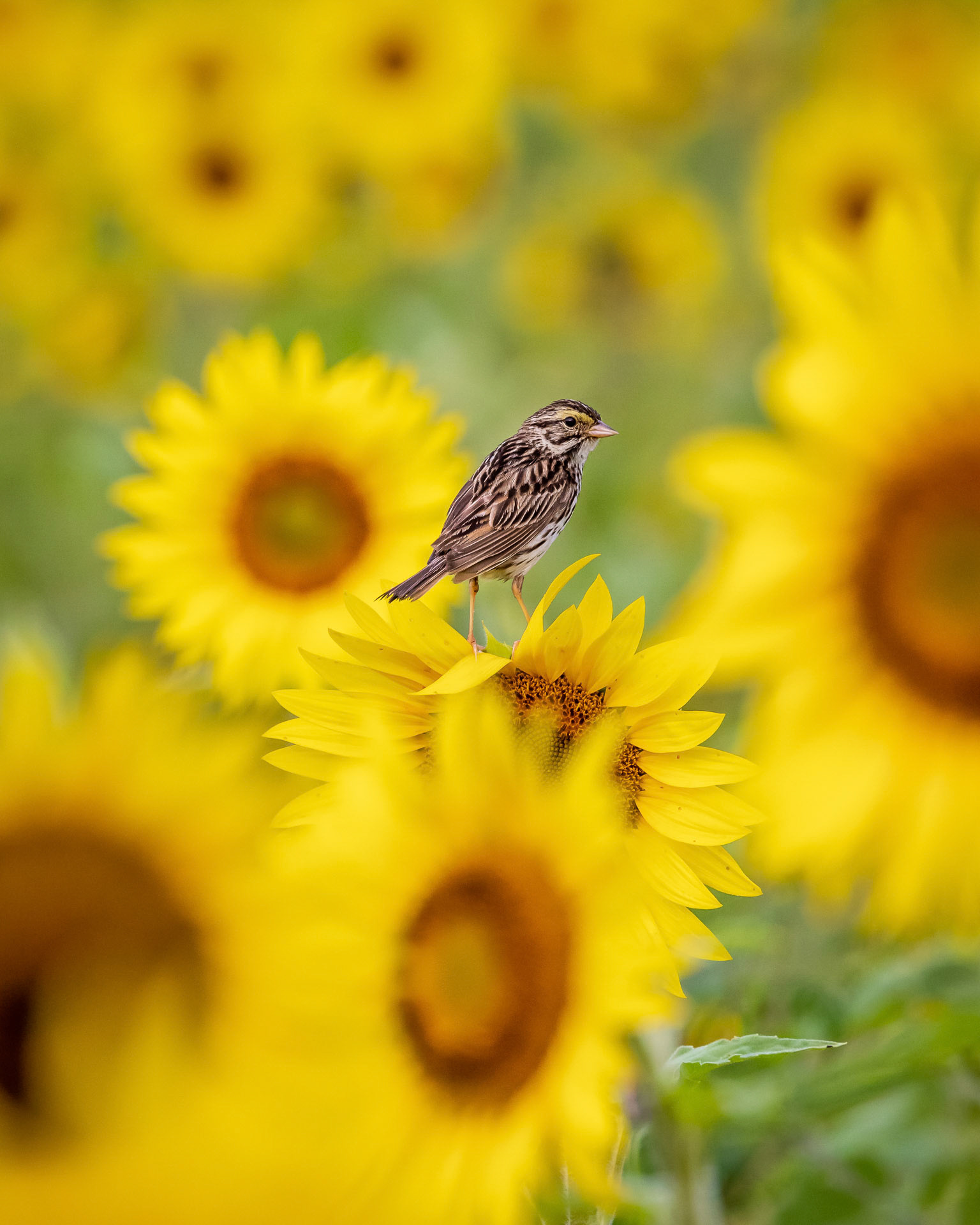 P18 - Sparrow in the sunflower