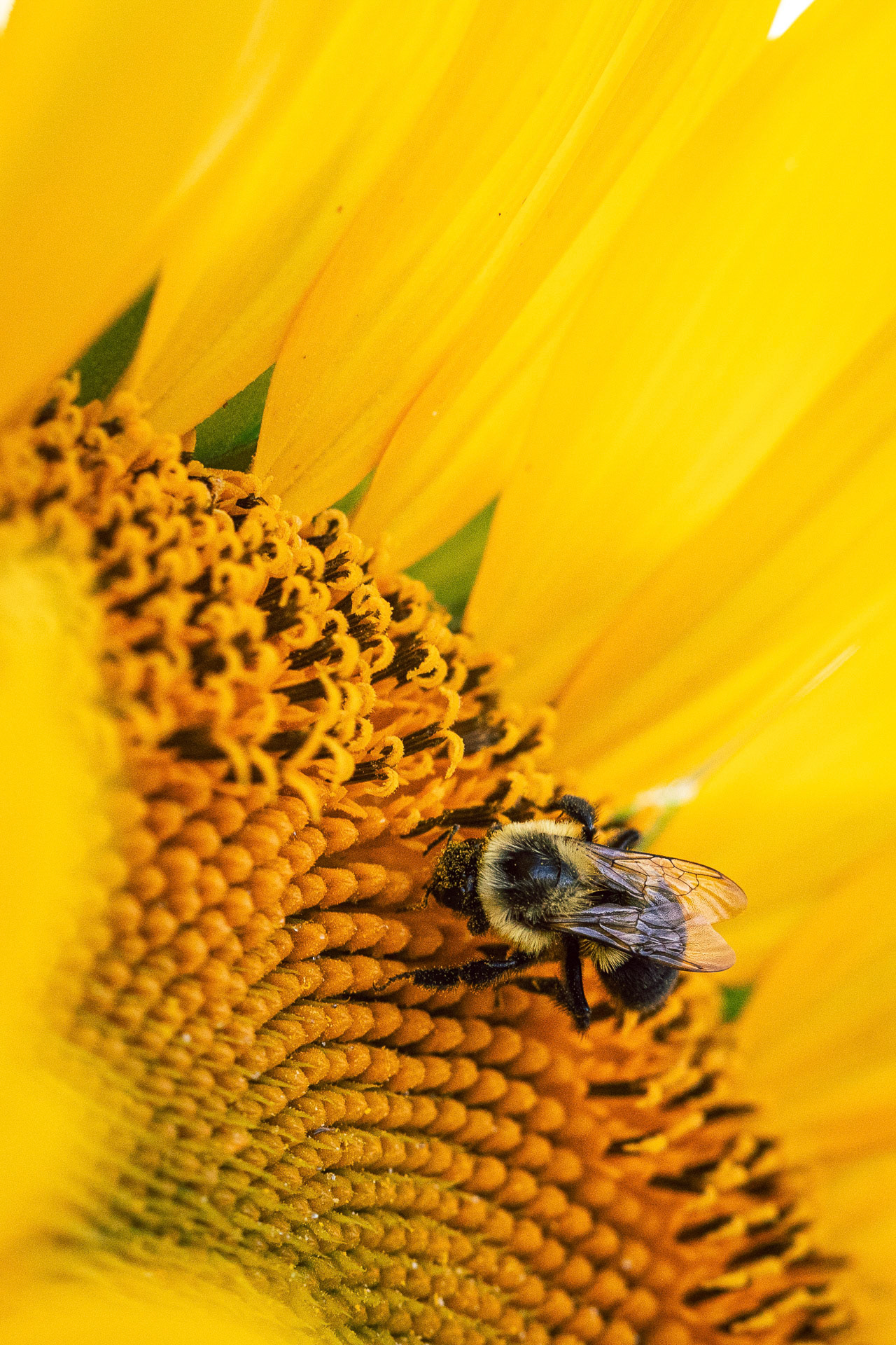 P17 - Bumblebee in the sunflower