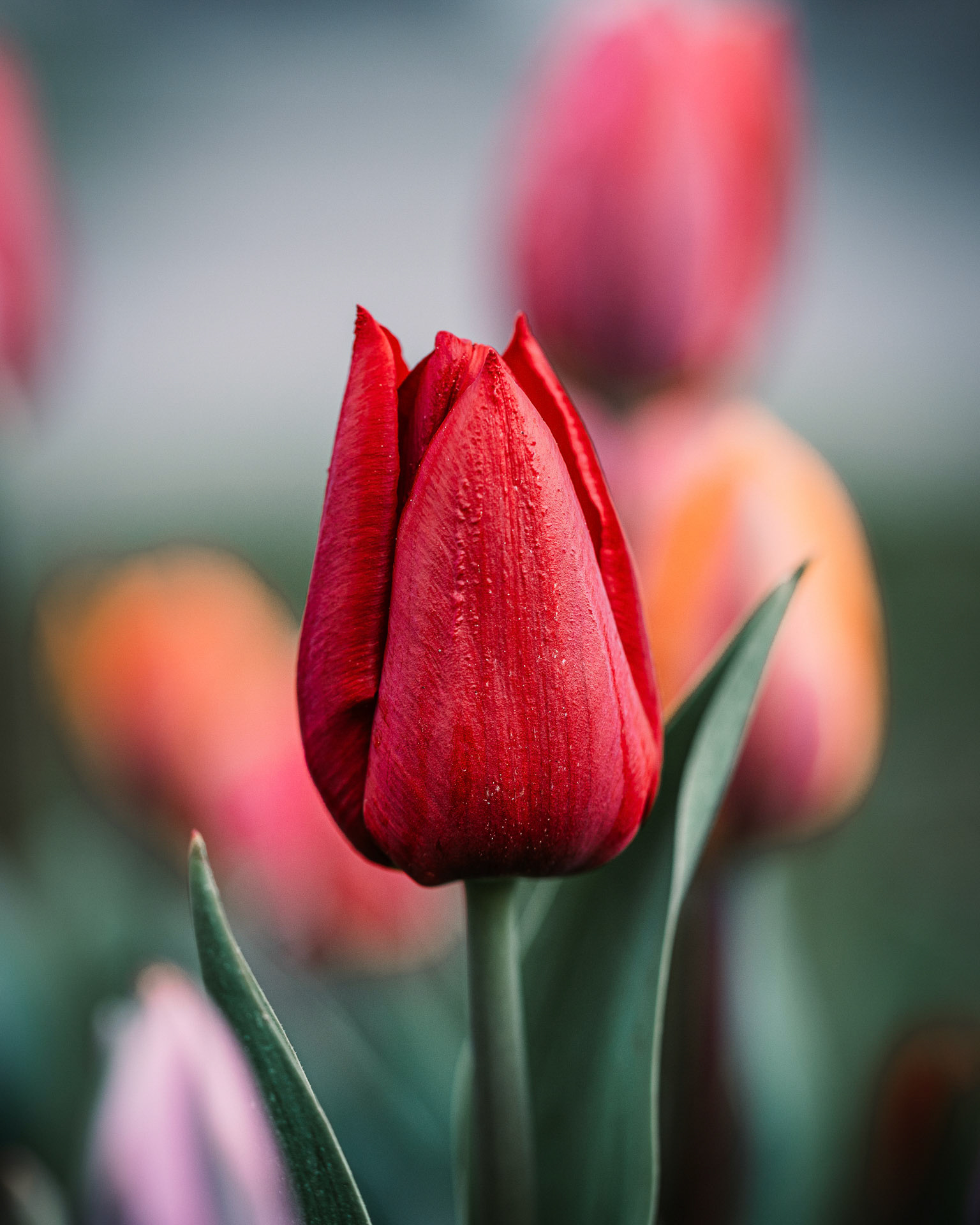 P16 - Red tulip