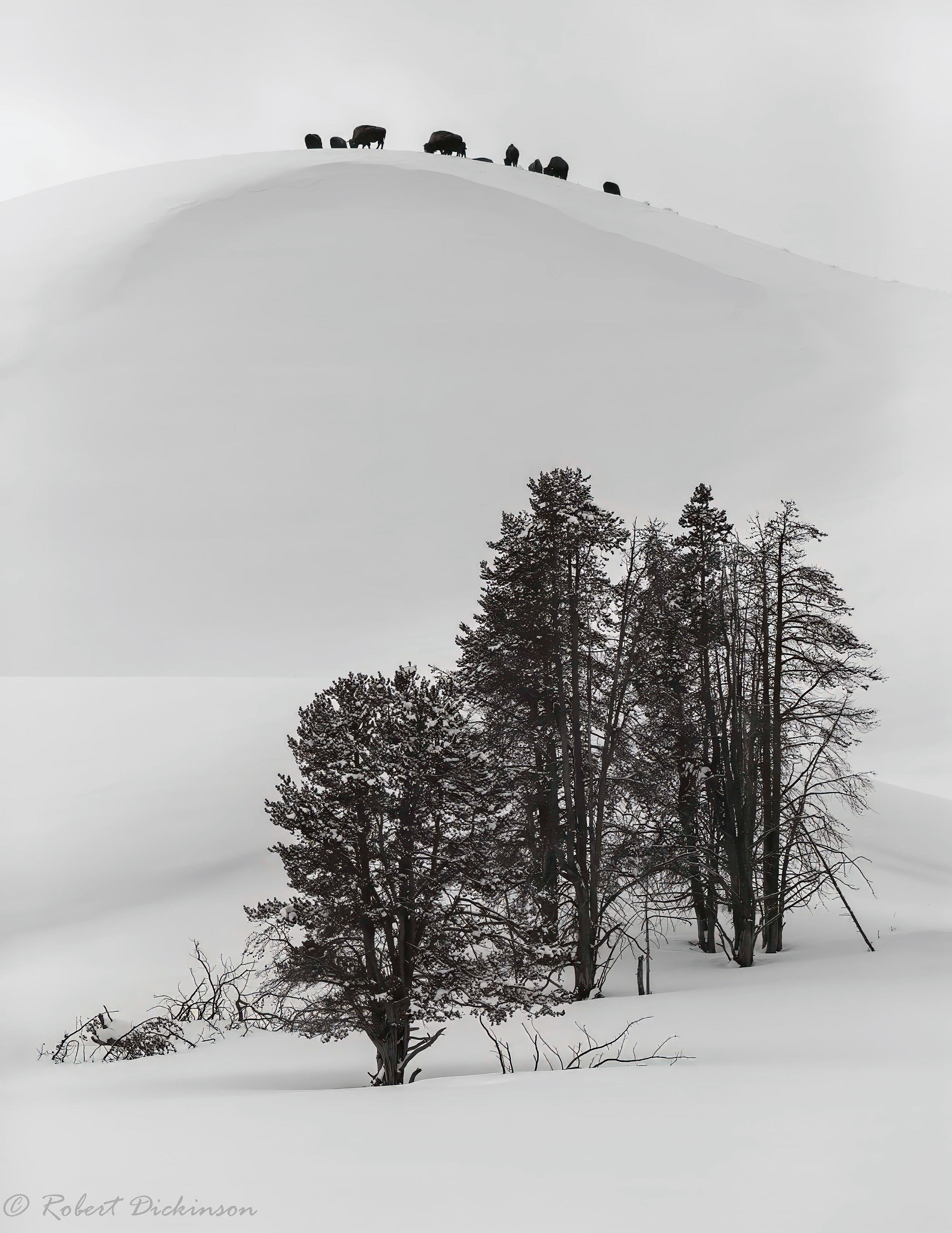 Hayden Valley, Yellowstone