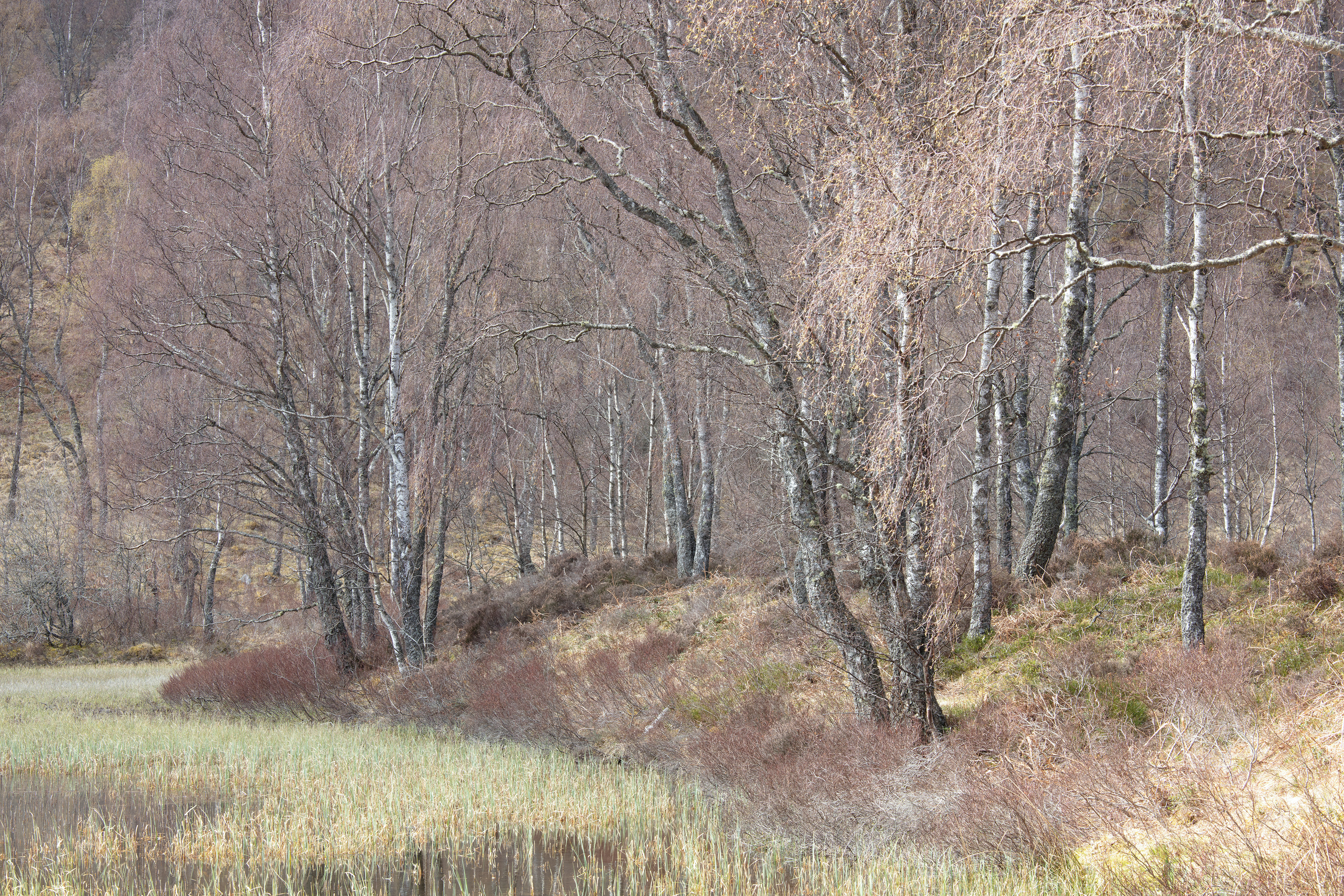 Cairnforms