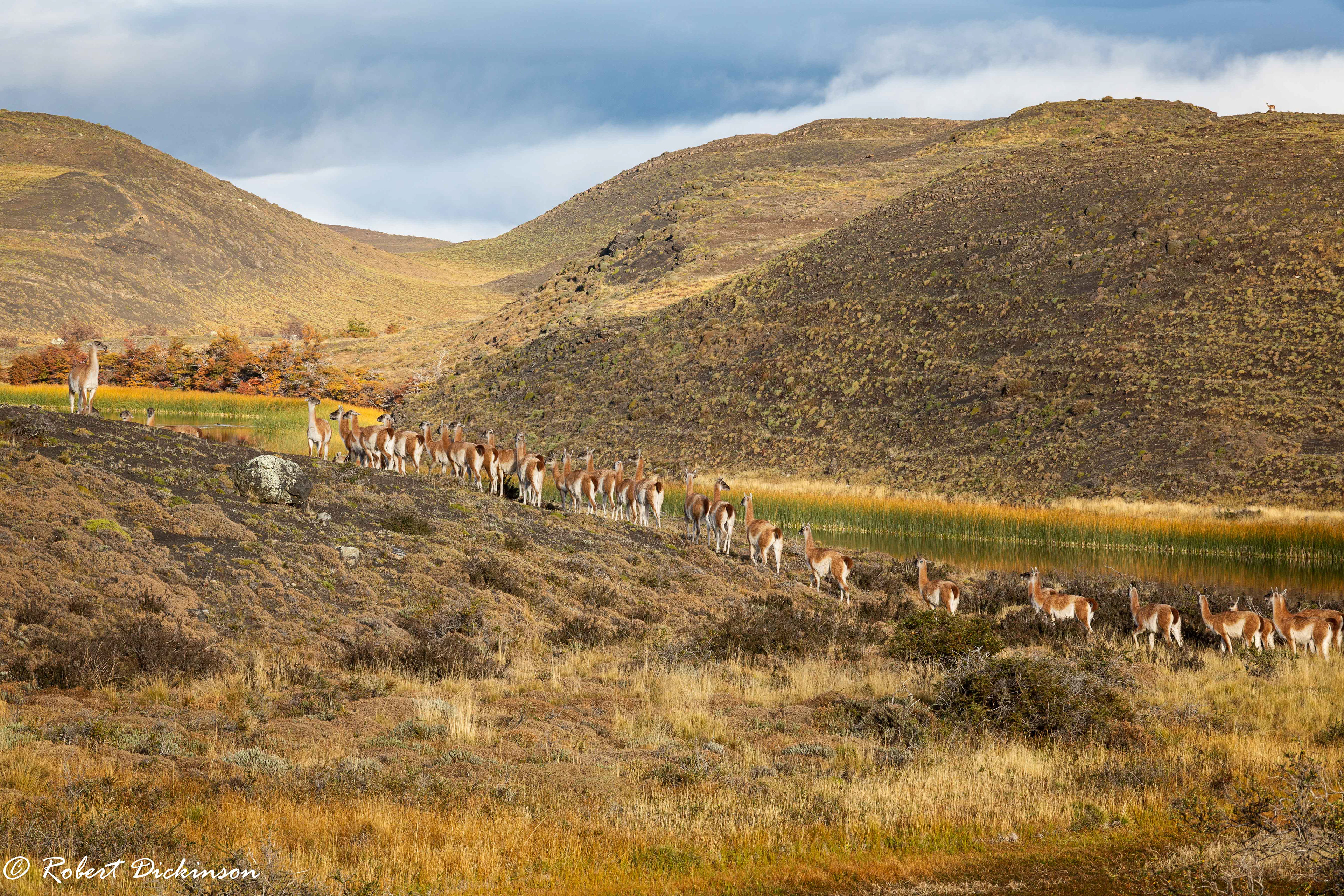 Guanacos