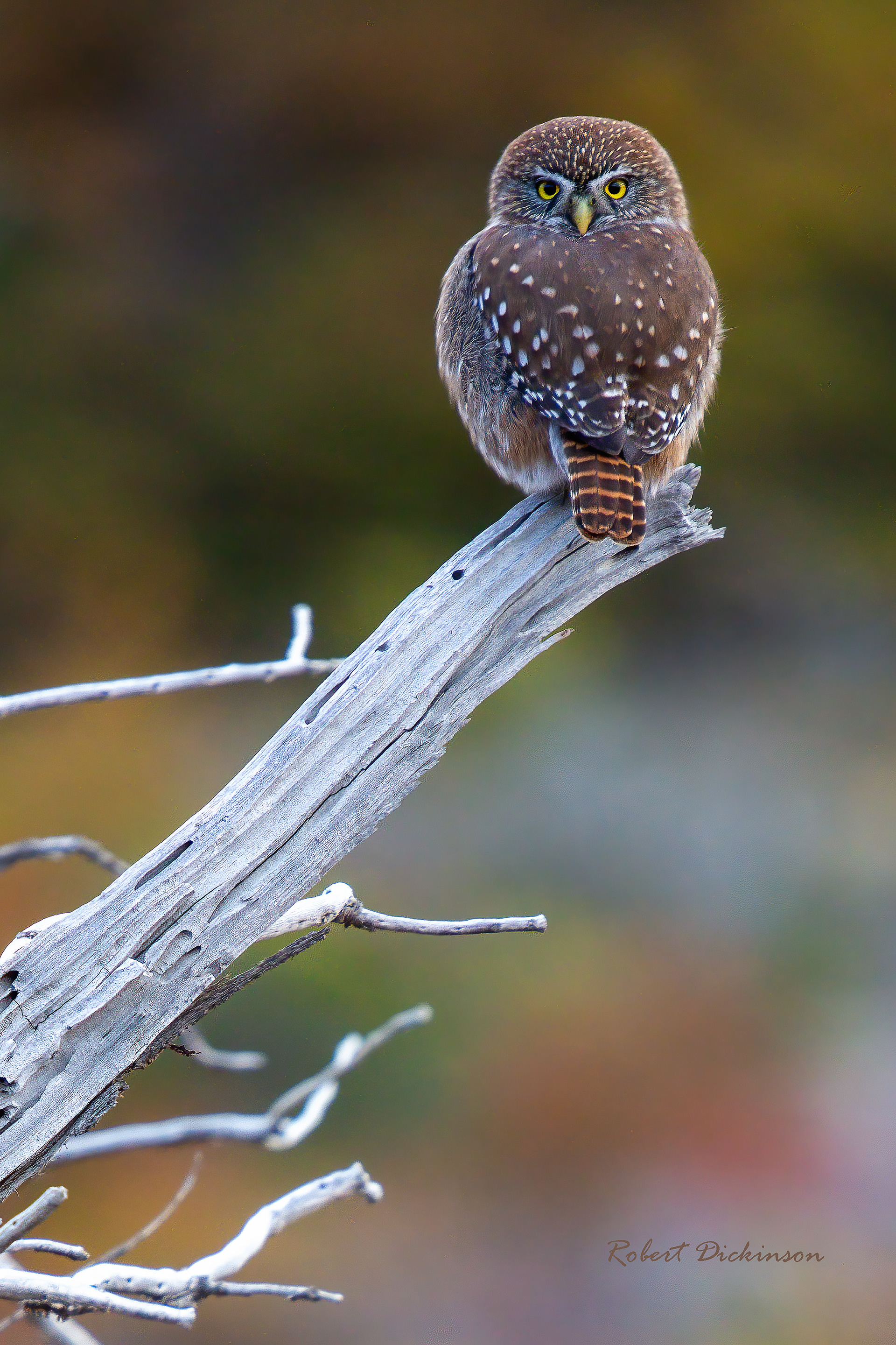 Austral Pygmy Owl