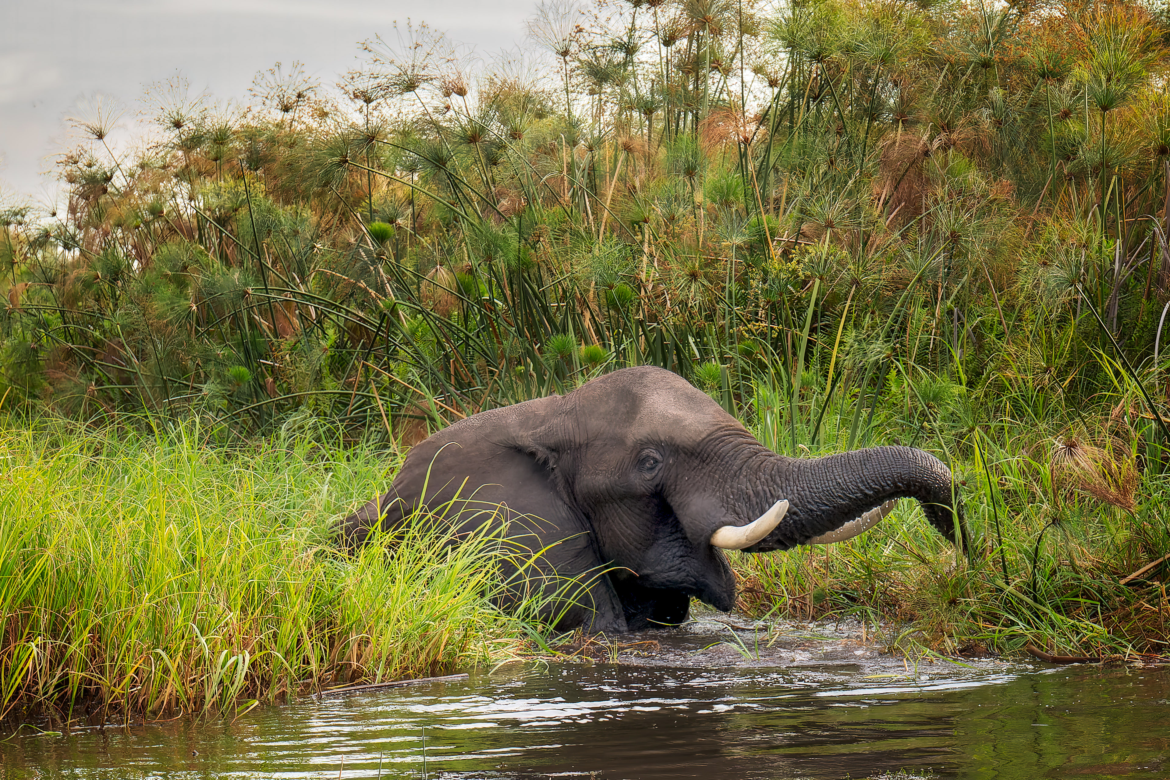 Okavango Delta