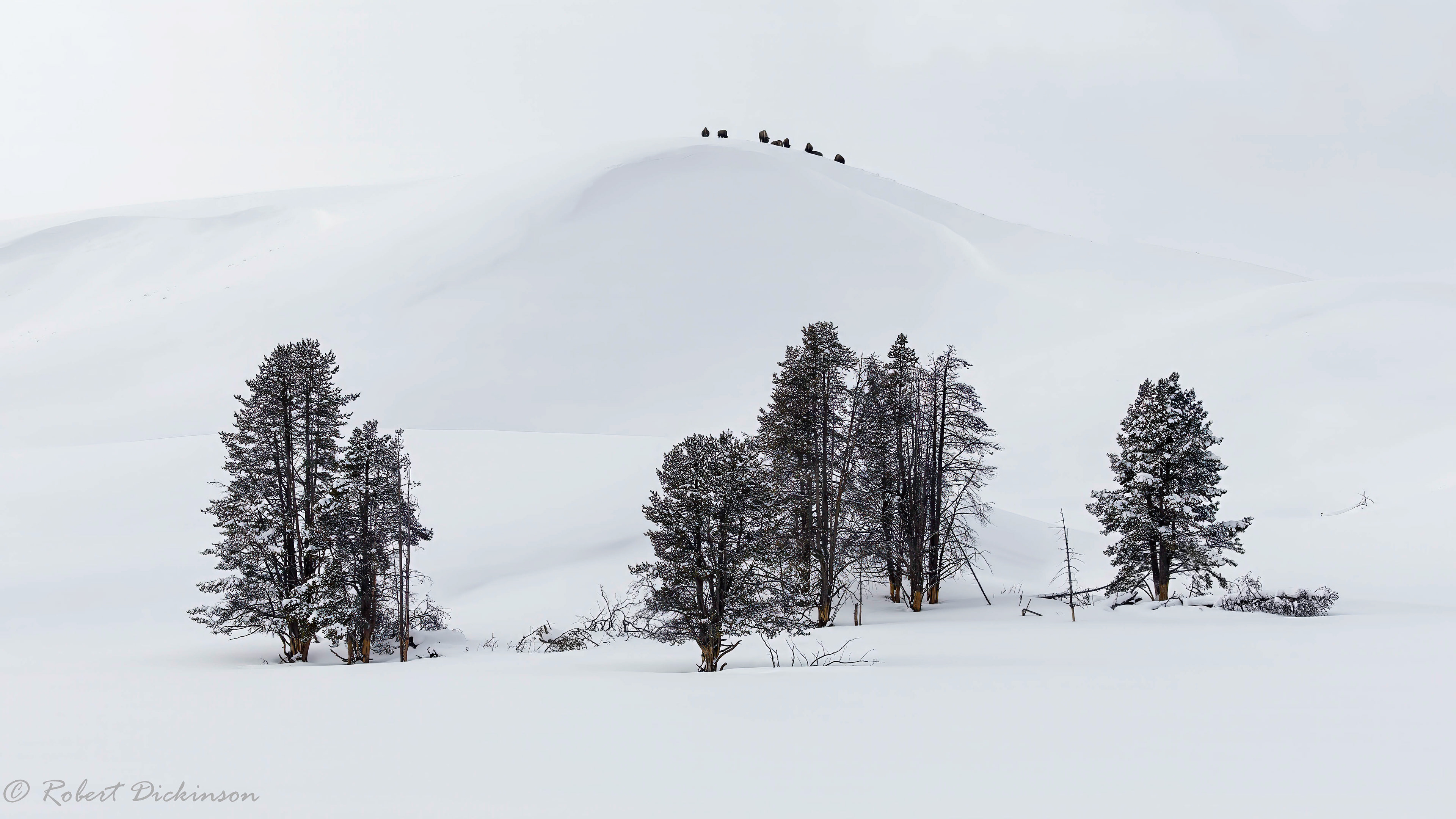 Hayden Valley, Yellowstone