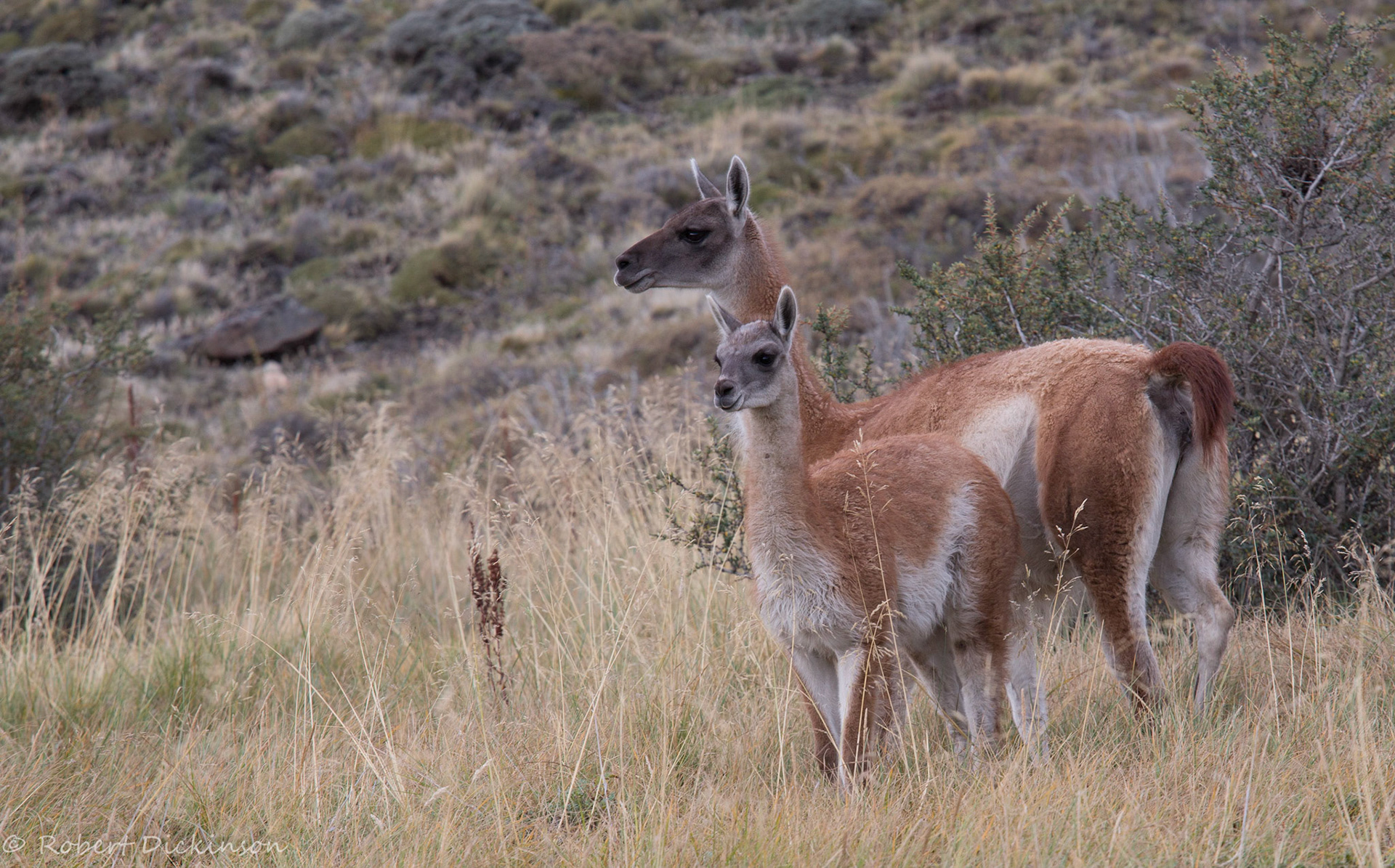 Guanacos