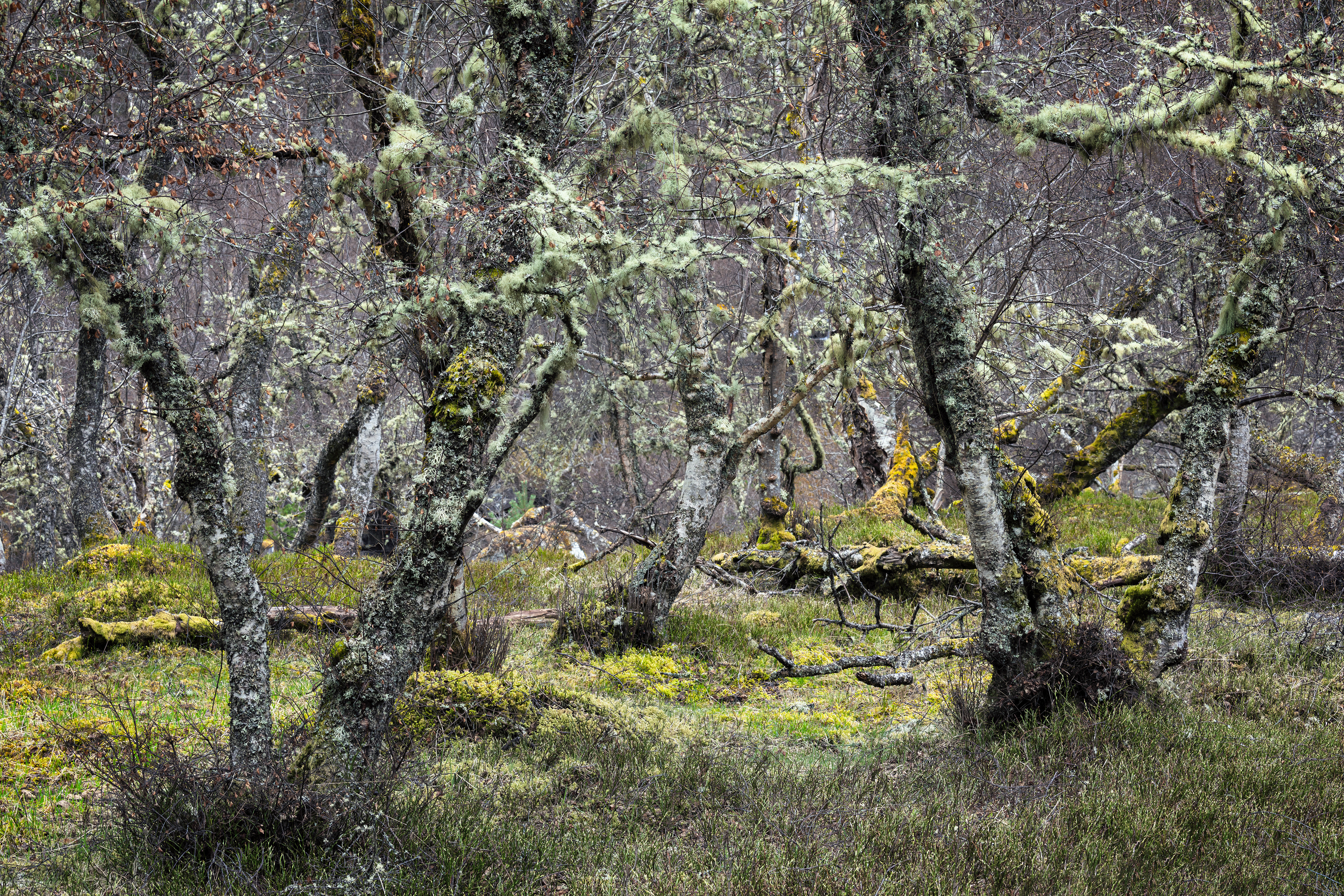 Cairngorms