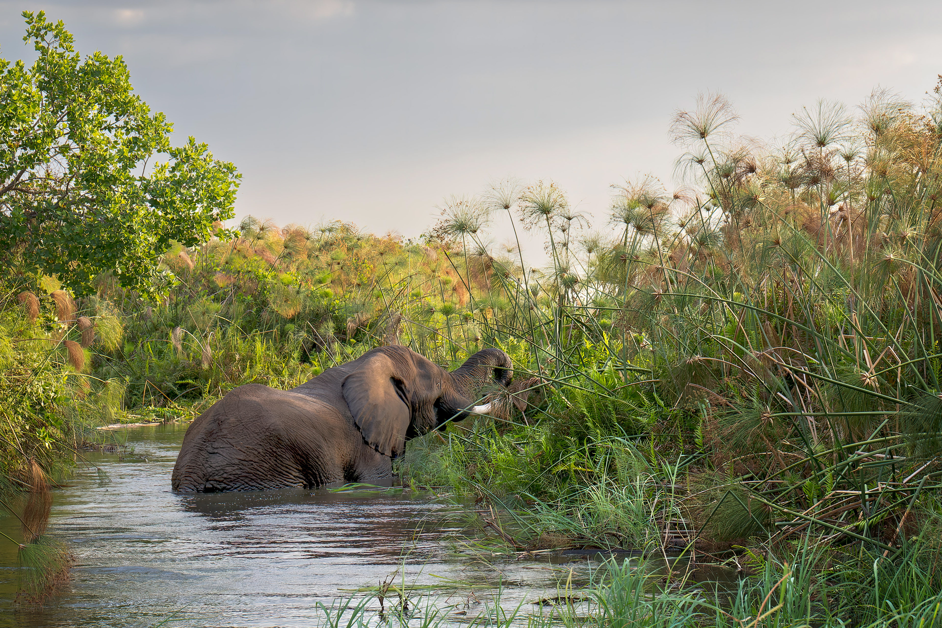 Okavango Delta
