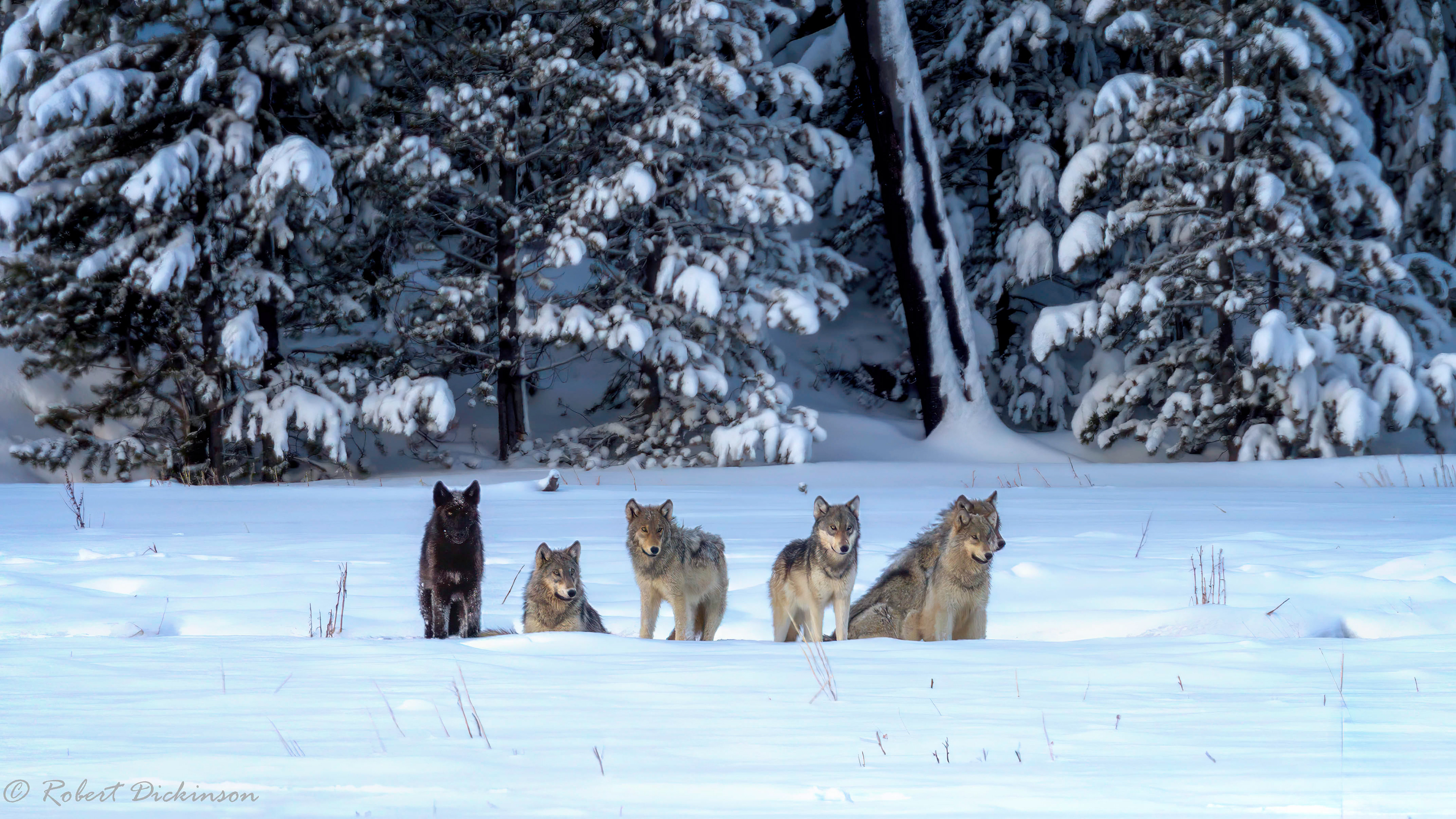 West Yellowstone