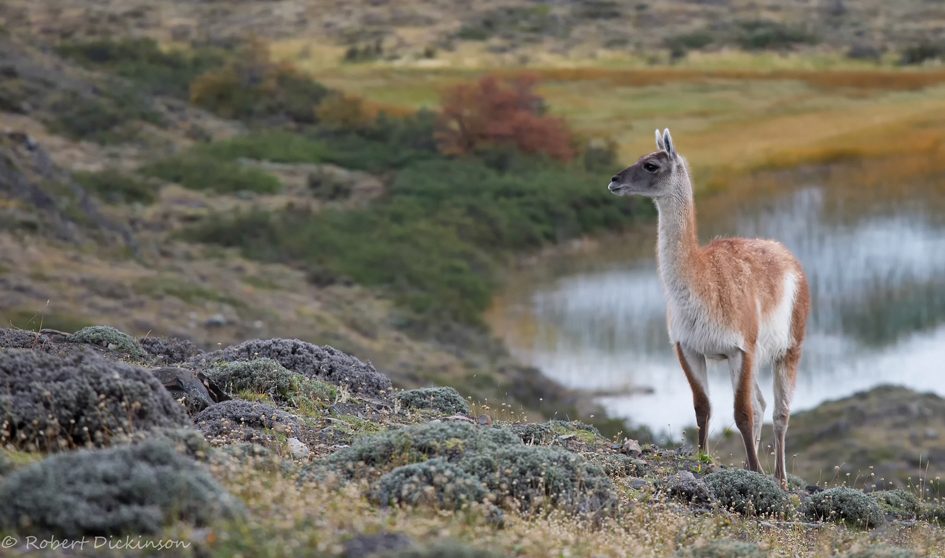 Guanaco