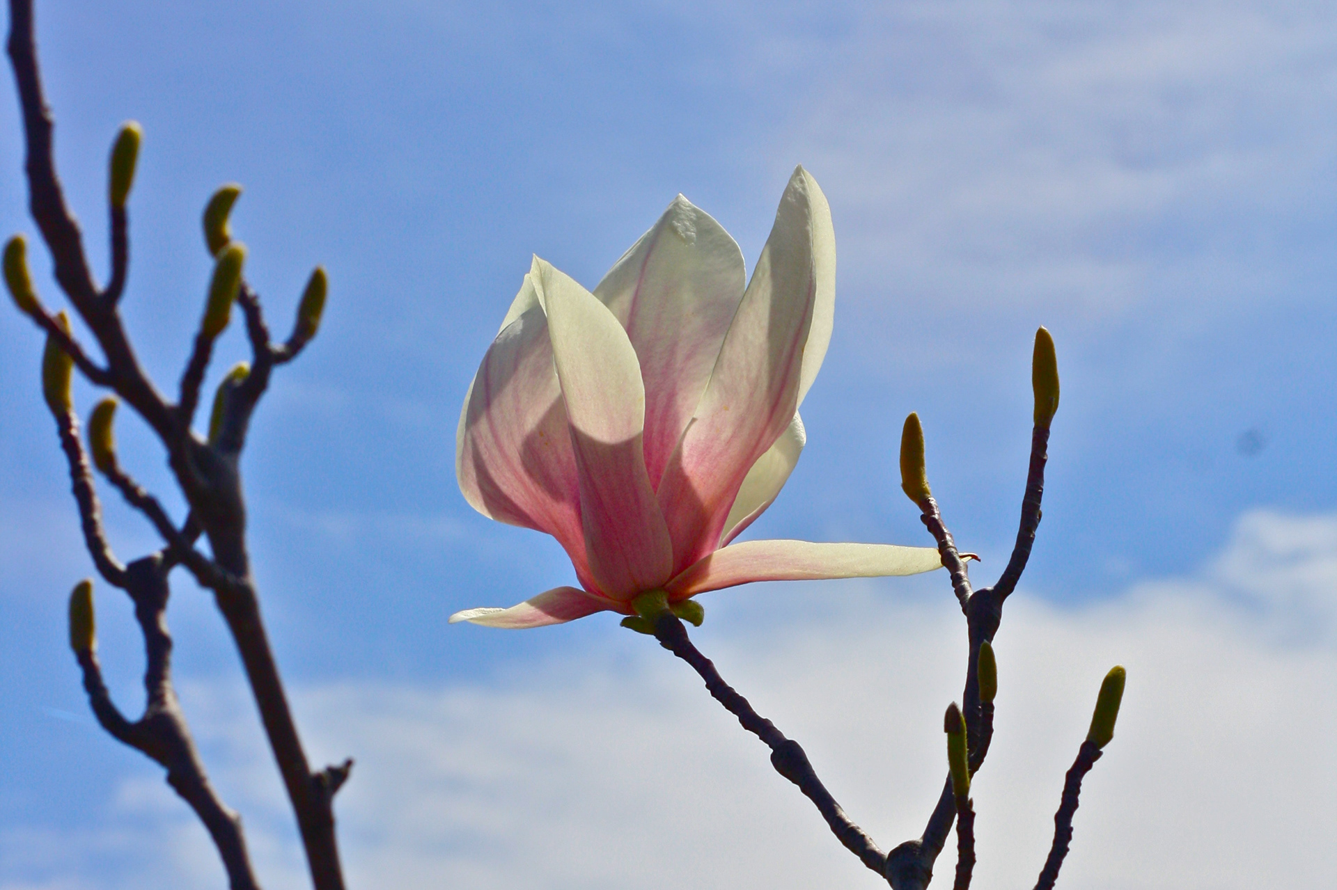 Flower Etchings
