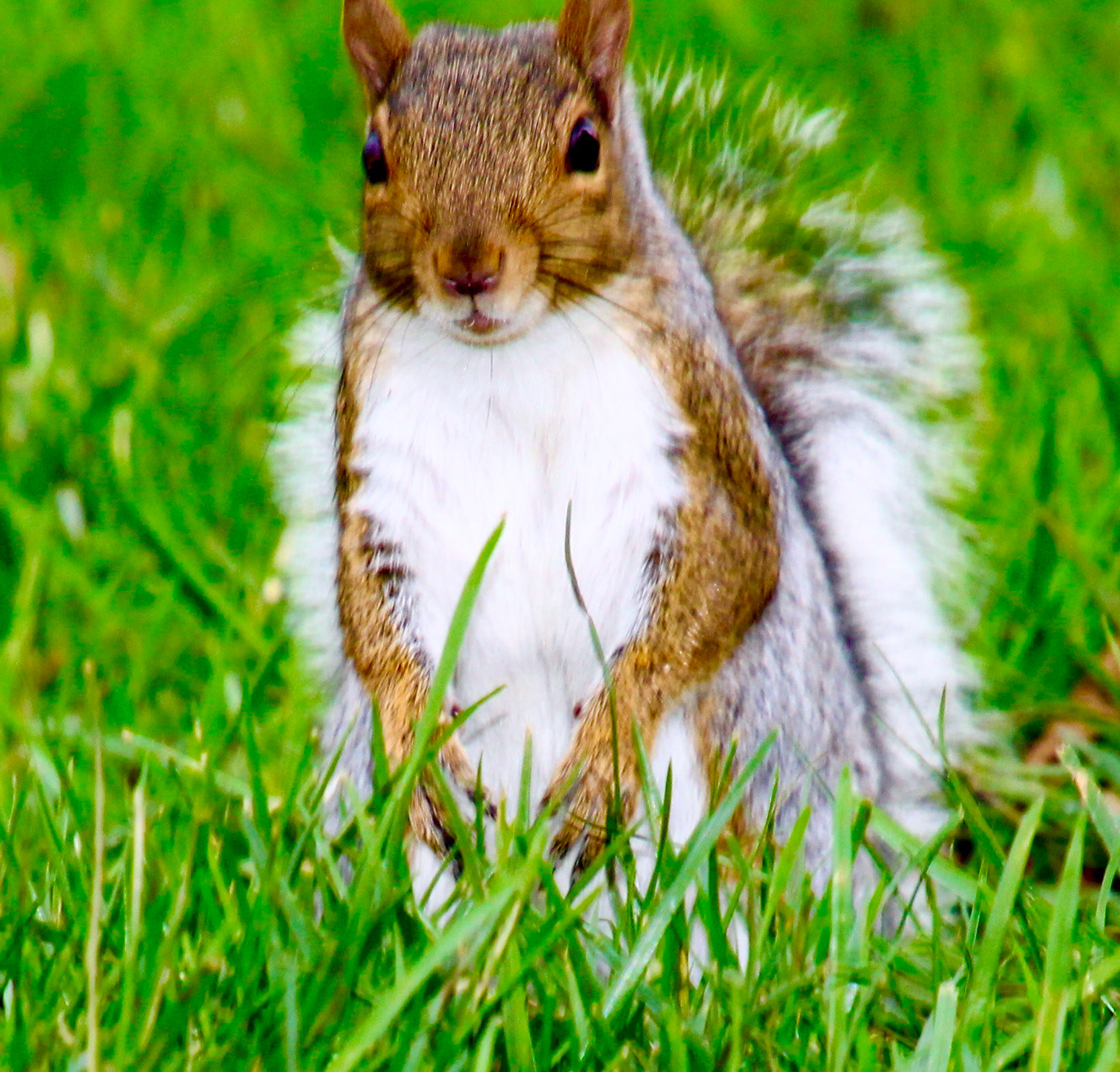 Happy Squirrel