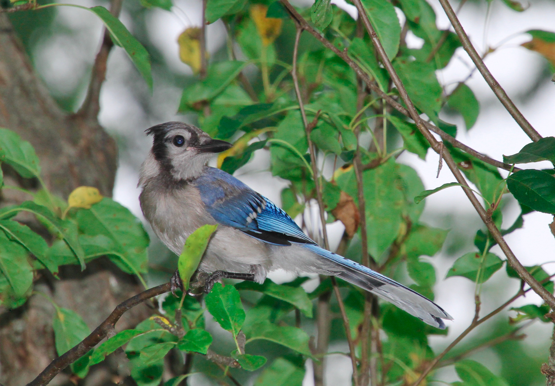 Blue Jay In My Back Yard