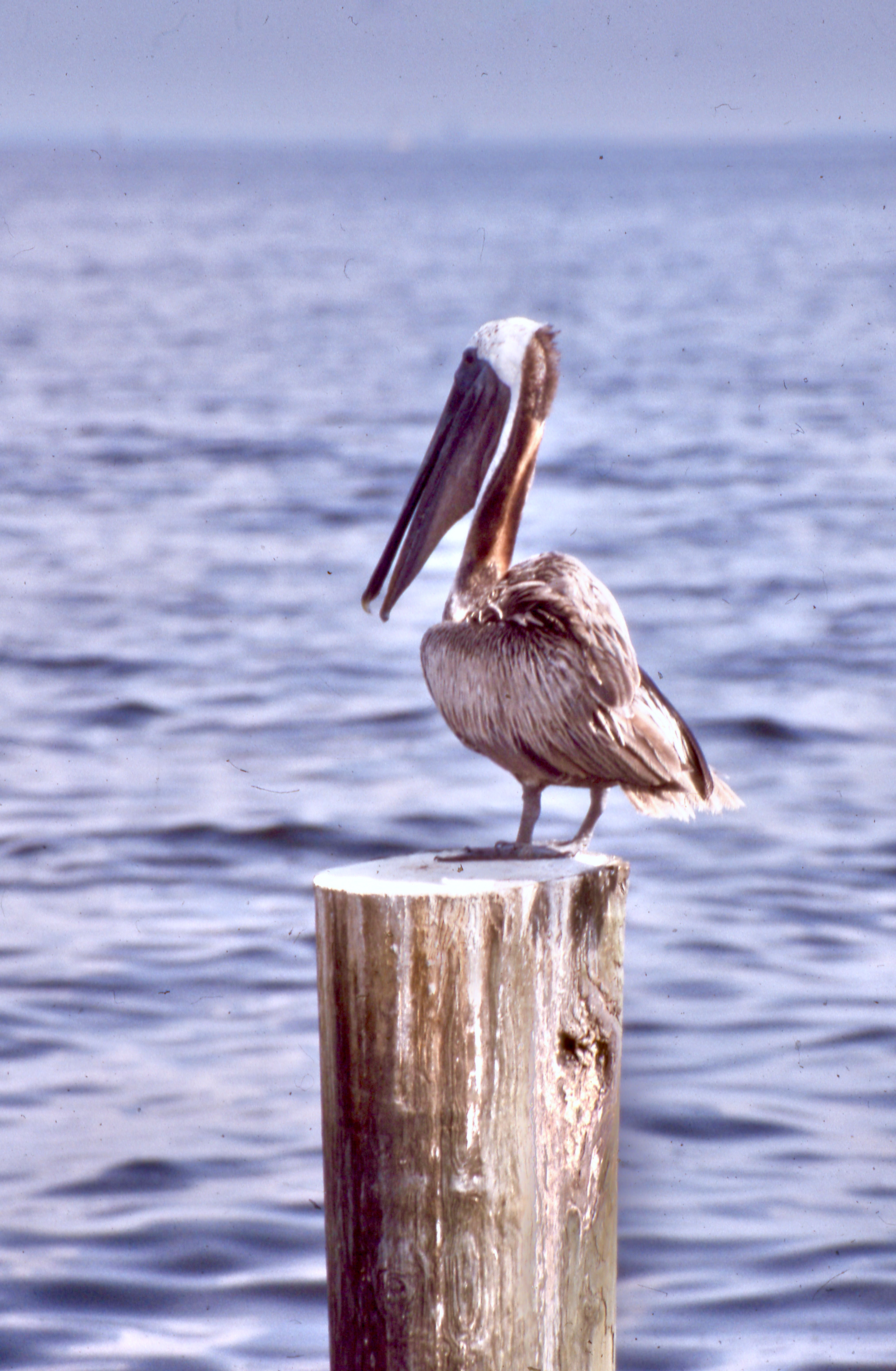Pelican Cookie