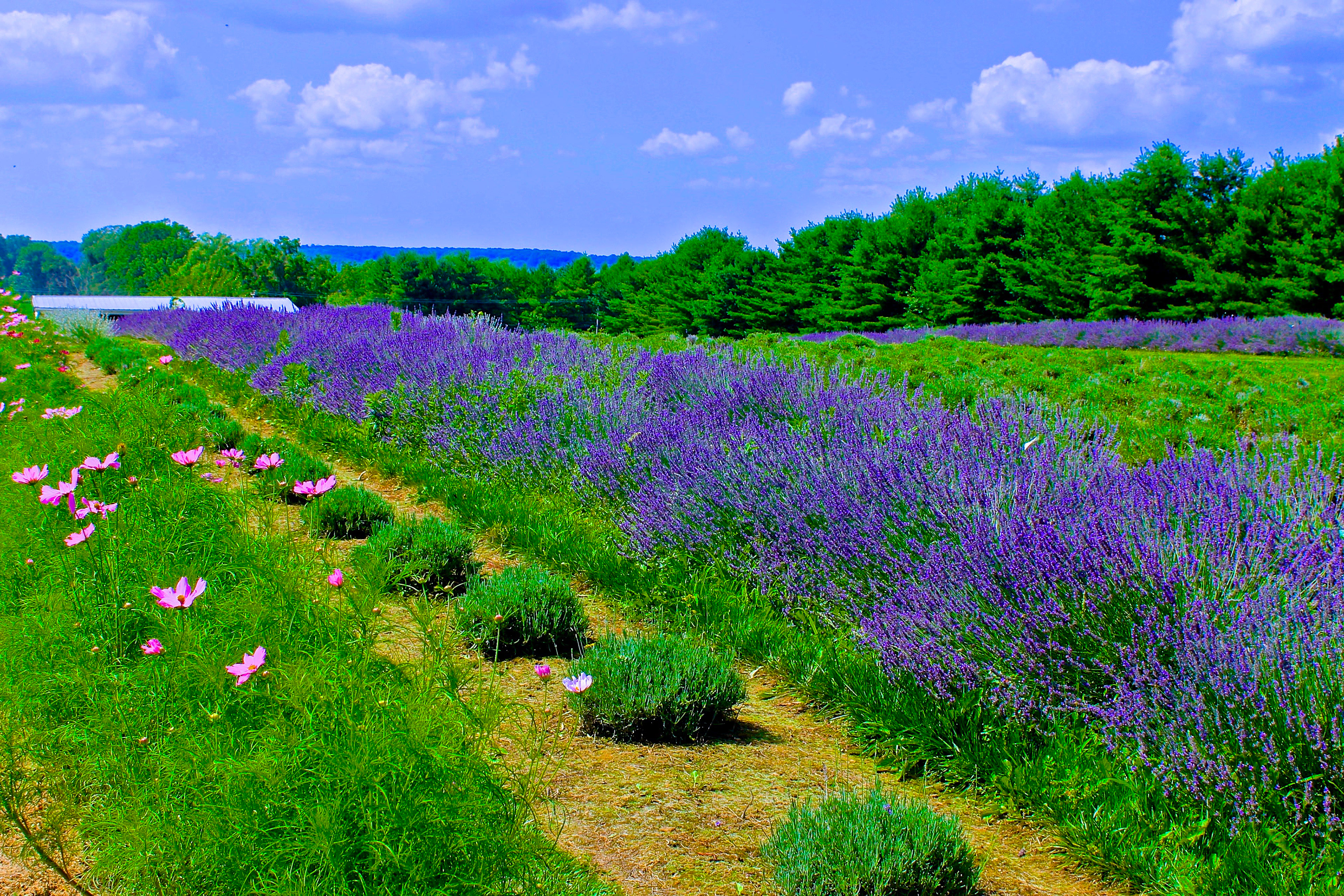 Lavender