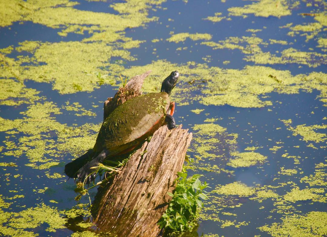 Turtle Sunning Itself