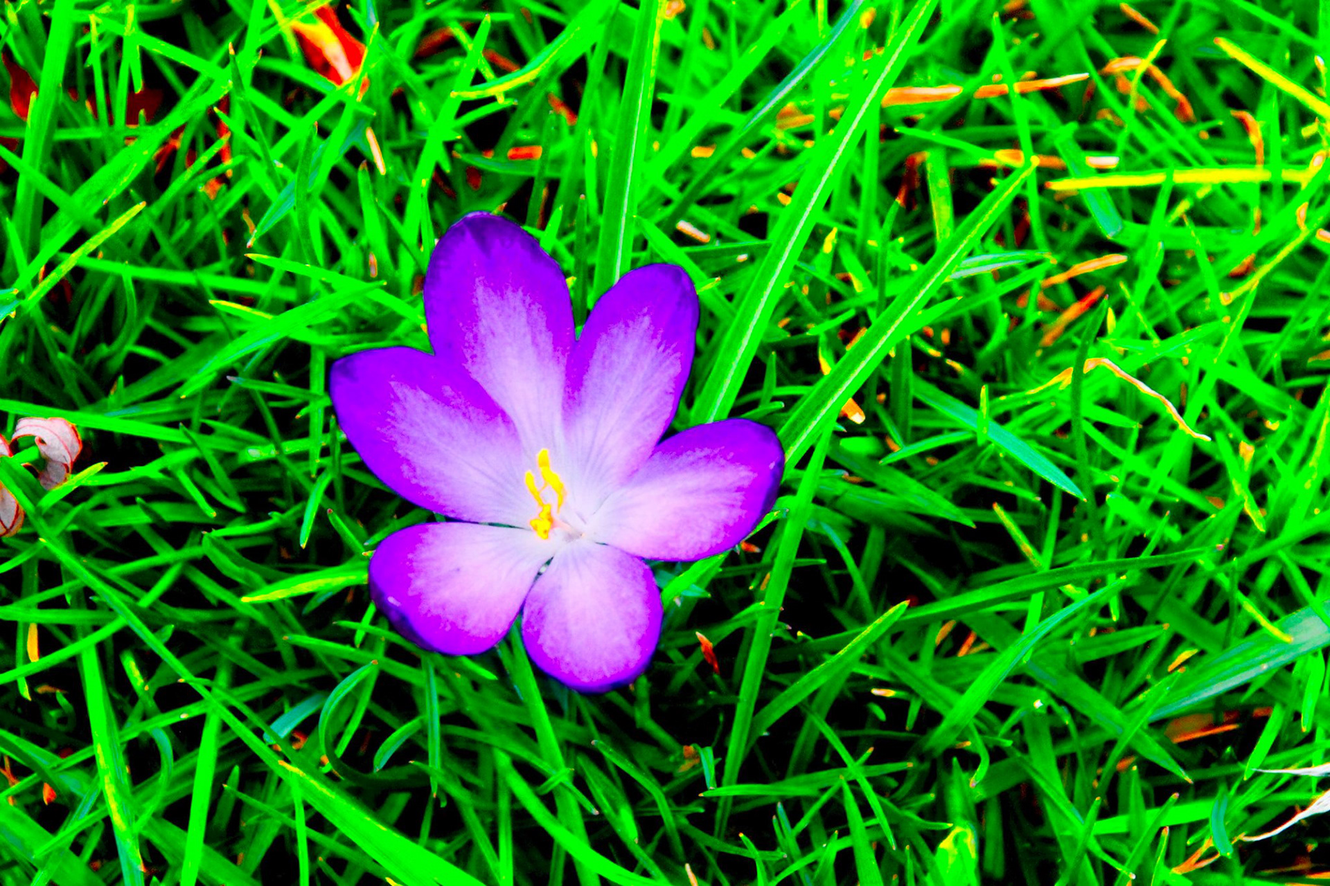 First Flower In Spring