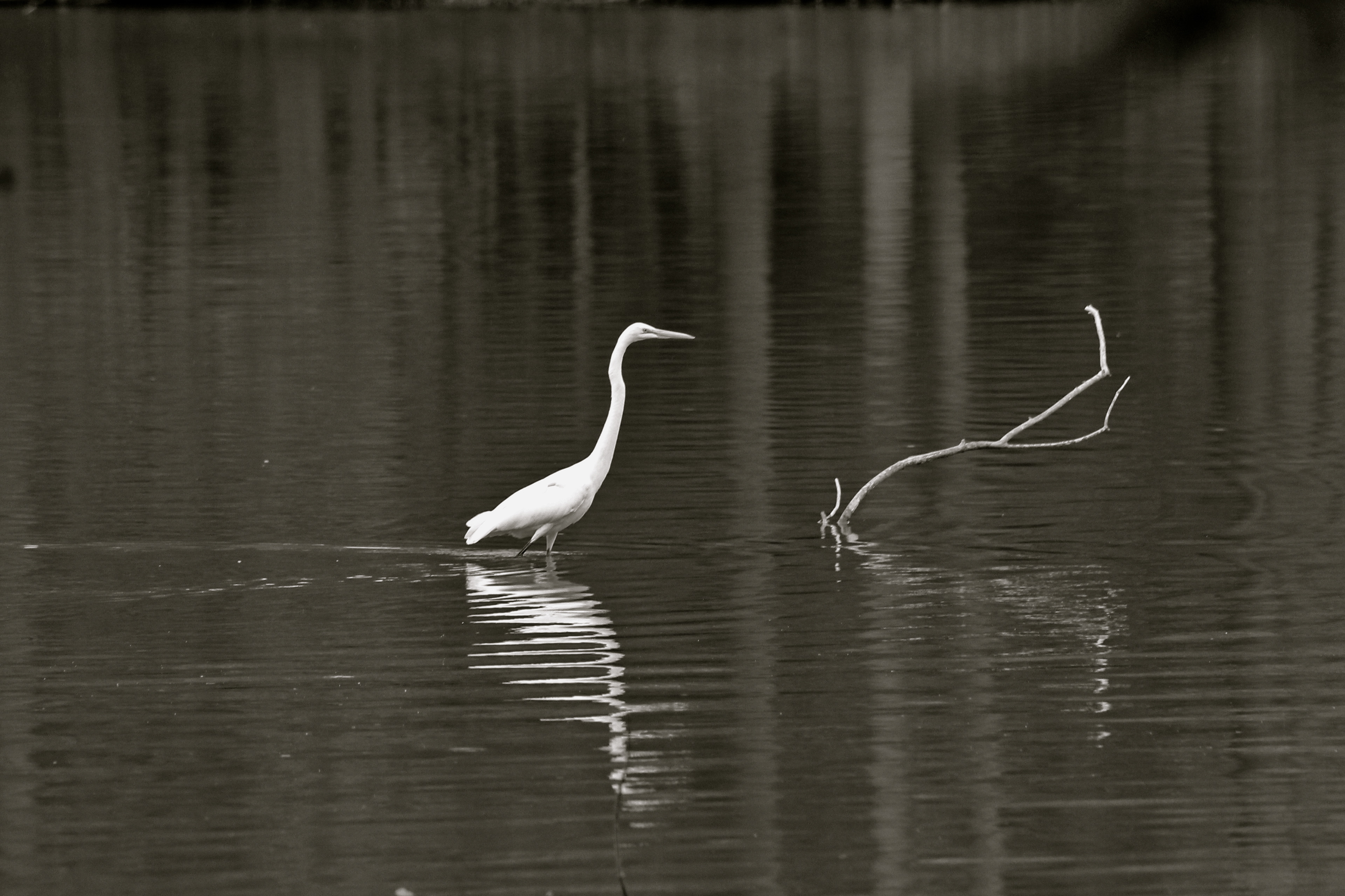 Black White and Gray