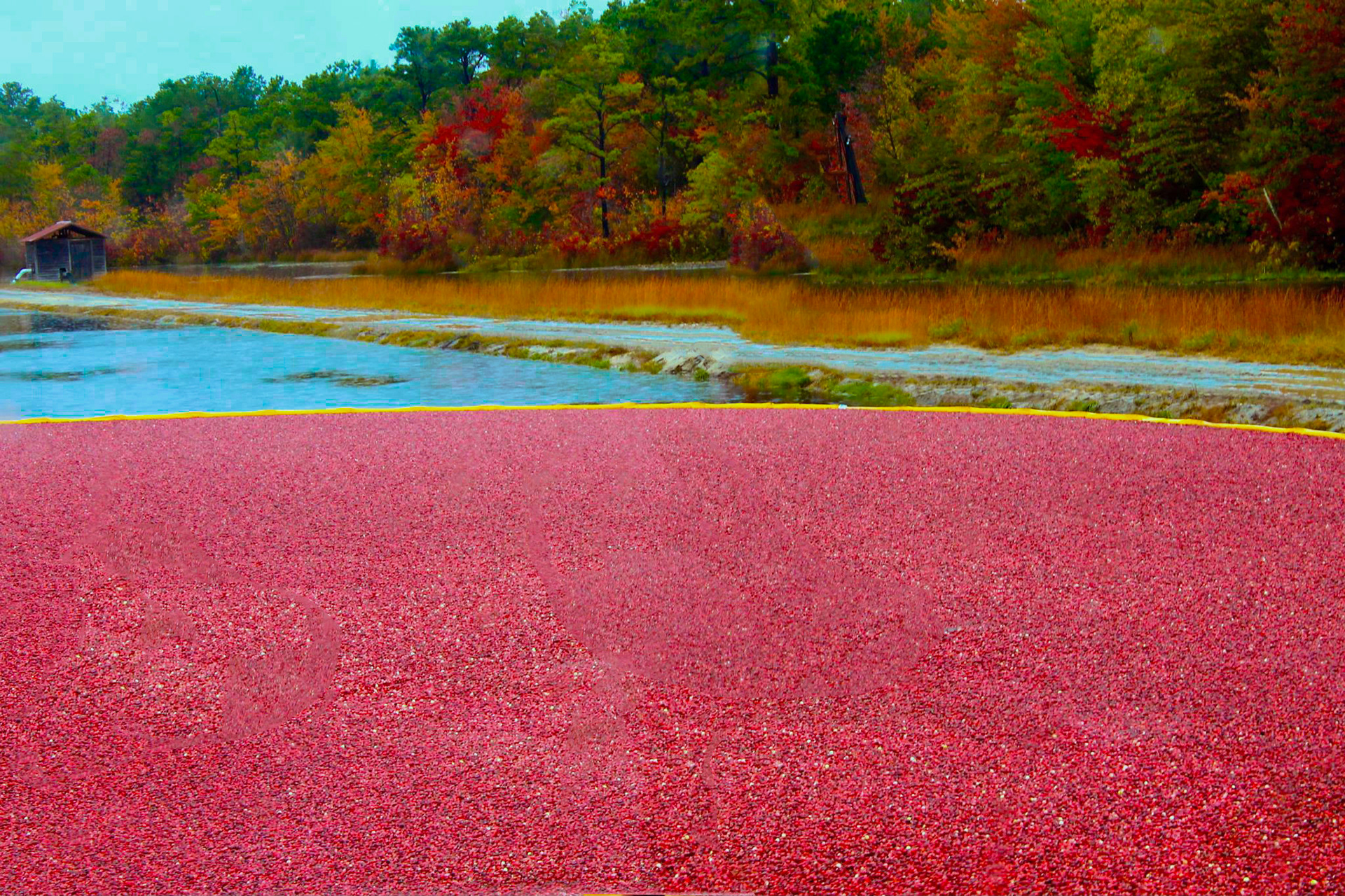Cranbury Harvest In New Jersey